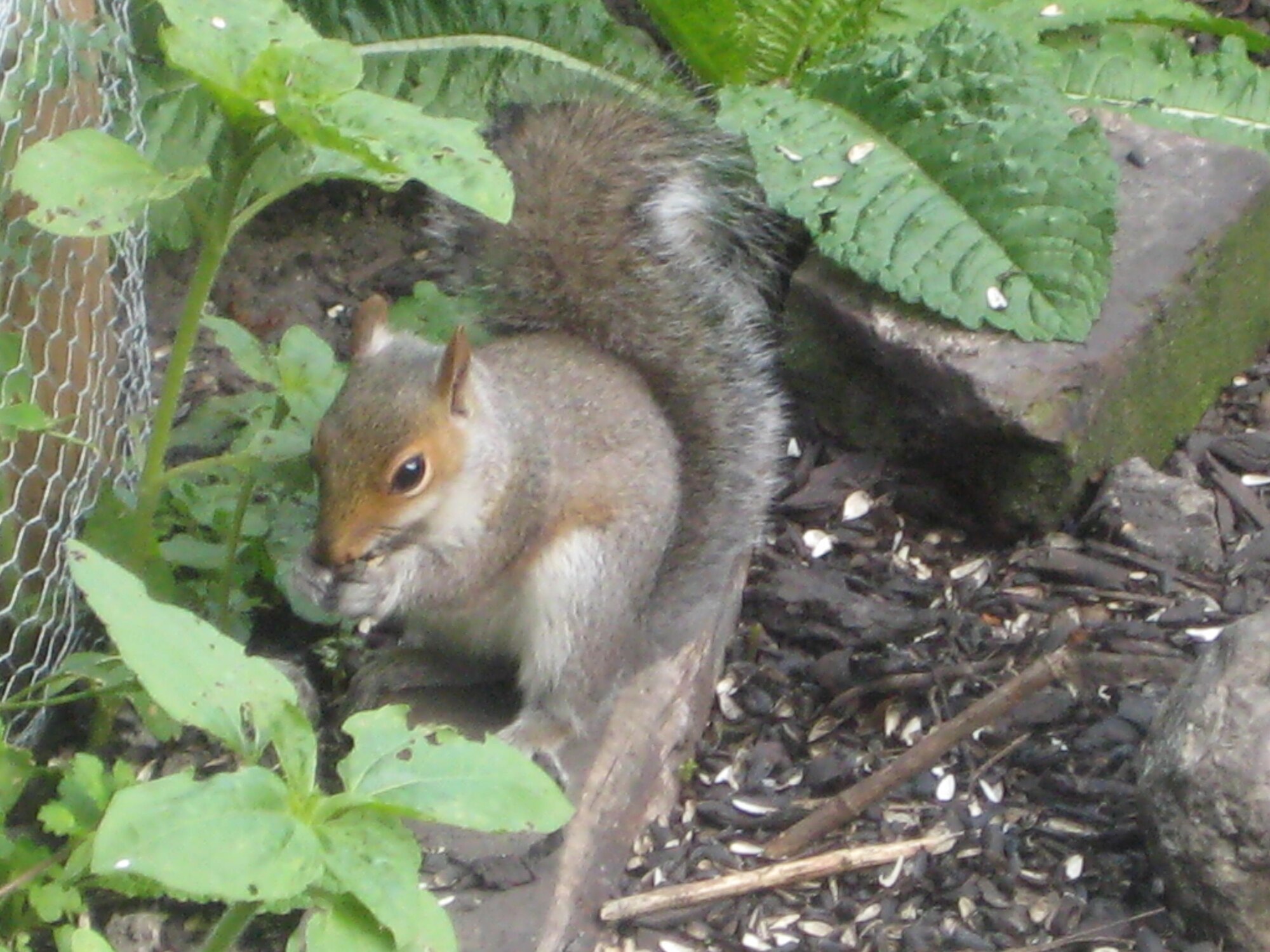 Grey squirrels are abundant in the U.K. This one is feasting beneath our bird table. Grey squirrels are not an indigenous  species and were introduced to the U.K. from the U.S.A. in the late nineteenth/early twentieth century. Their success has been to the detriment of our native red squirrels. (Photo by Suzanne Harper)