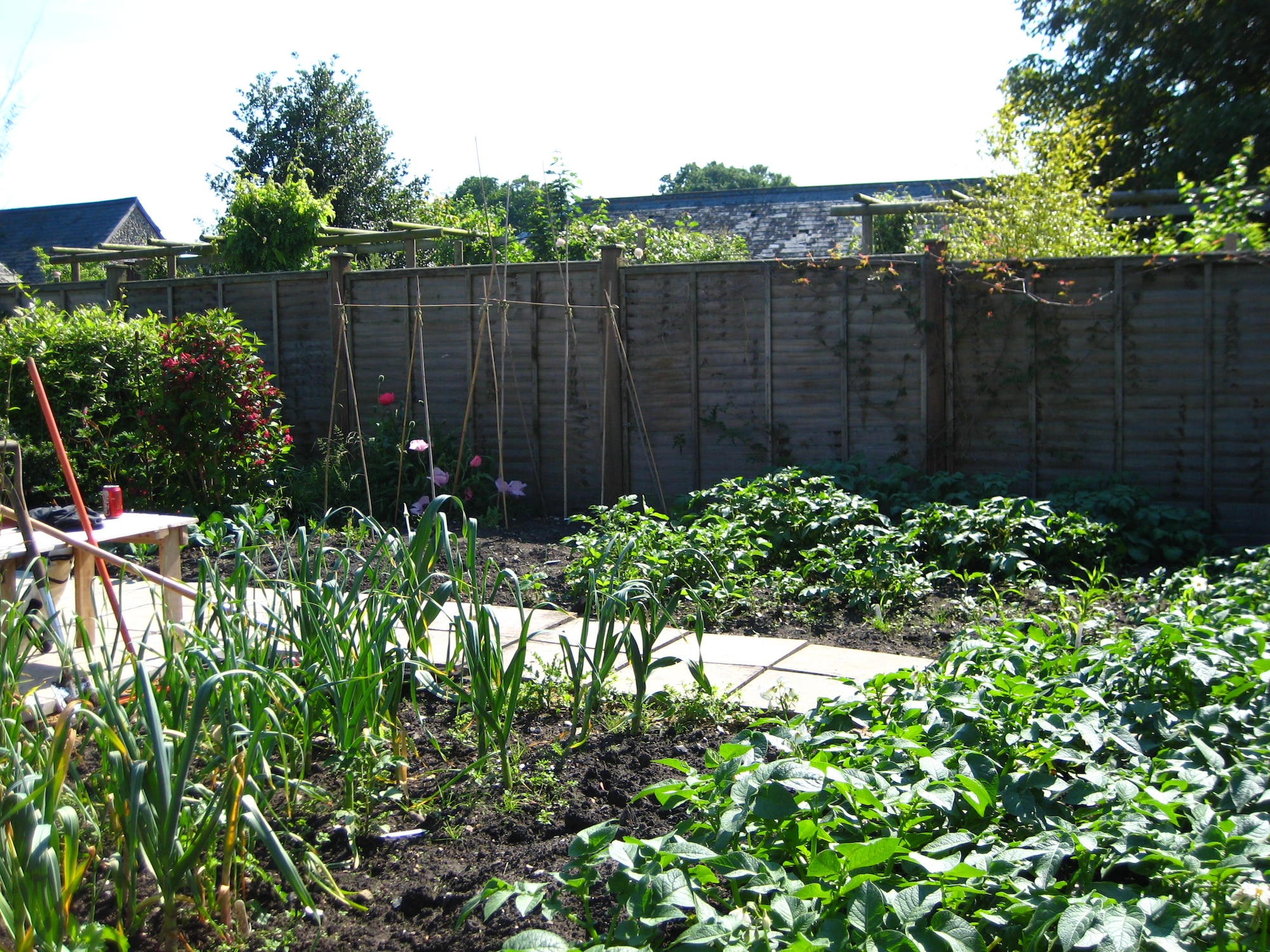 Vegetable growing is increasingly popular in the U.K. During World War II , Britons were encouraged to all become vegetable gardeners in the government’s ‘Dig for Victory!’ campaign as it was realised that the population would go hungry if the war lasted for more than a few months. (Photo by Suzanne Harper)