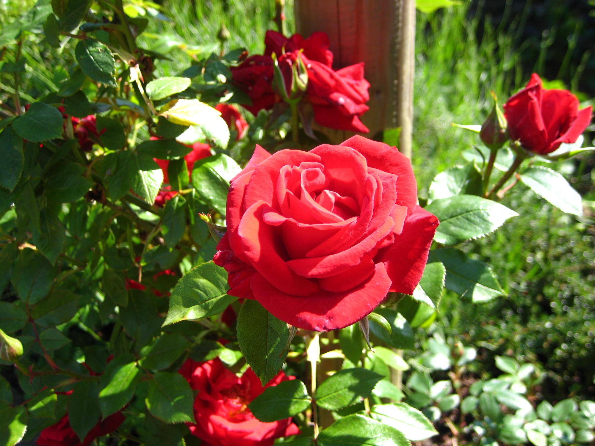 The traditional English rose has been England’s emblem since the time of the War of the Roses between 1455 and 1485. Some credit the Romans with the rose’s introduction into Britain in the 1st century A.D. (Photo by Suzanne Harper)