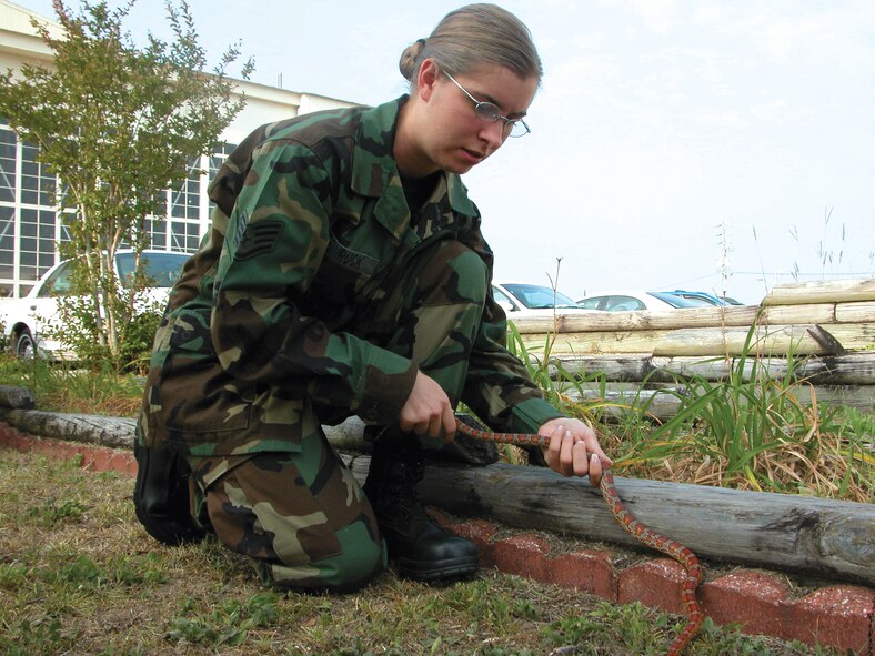 Staff Sgt. Jennifer Steinruck, 919th Civil Engineer Squadron, removes a nonvenomous snake near a Duke Field parking lot. Sergeant Steinruck conducts base pest surveys, termite inspections and treatments, weed control, and she manages the Bird Air Strike Hazard program. (U.S. Air Force Photo/Master Sgt. Buffy Galbraith)
