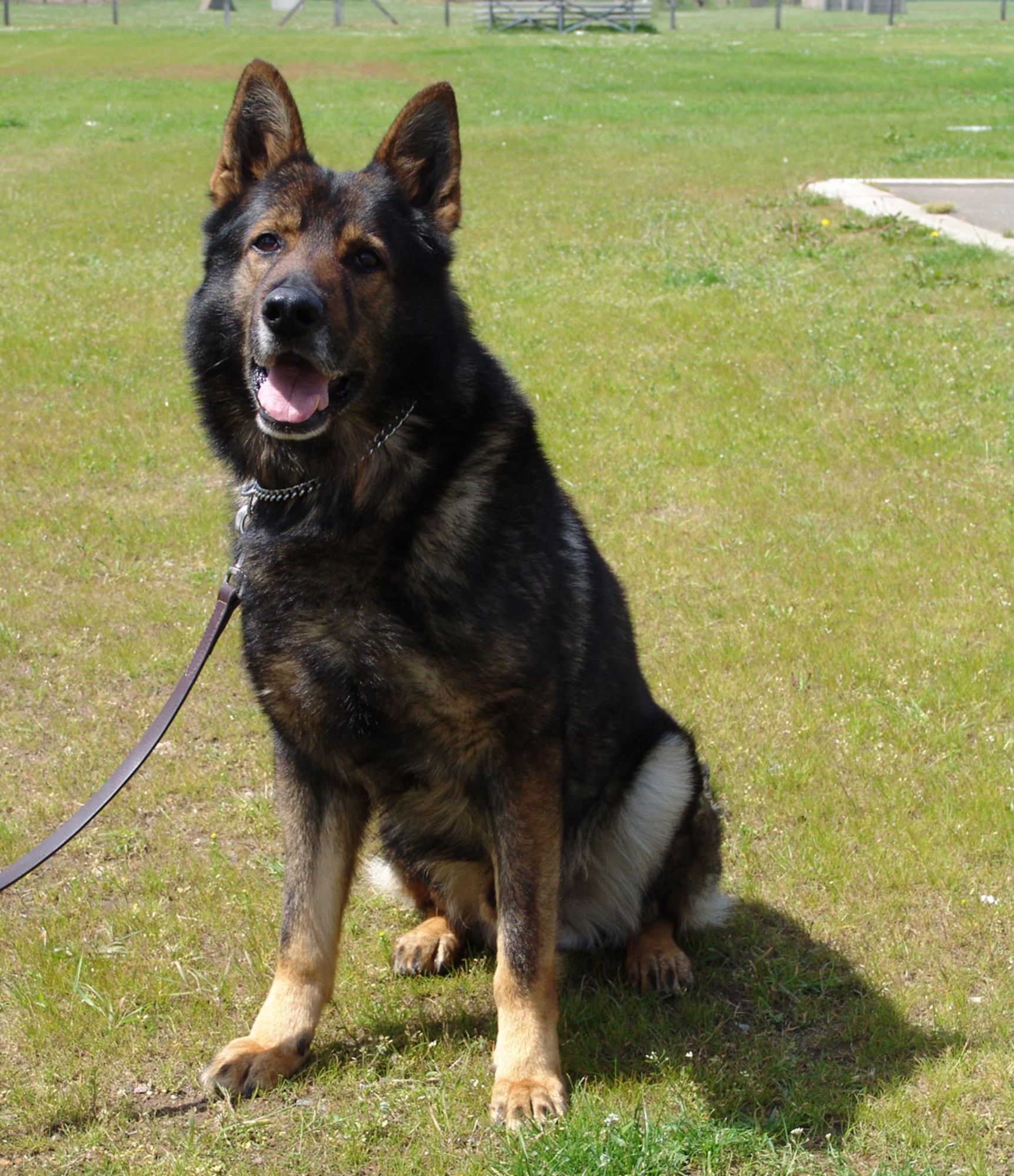 Military Working Dog War, 100th Security Forces Squadron, who passed away in May, was a narcotics detector dog and patrol dog. He amassed almost 9,000 work hours and more than 3,600 hours of search time. War's handlers, both past and present, and his kennel assistant, all said War's death has hit them hard. In the attached story, they share their memories of the canine they remember as extremely intelligent, handsome and always willing to please. (Courtesy photo)               