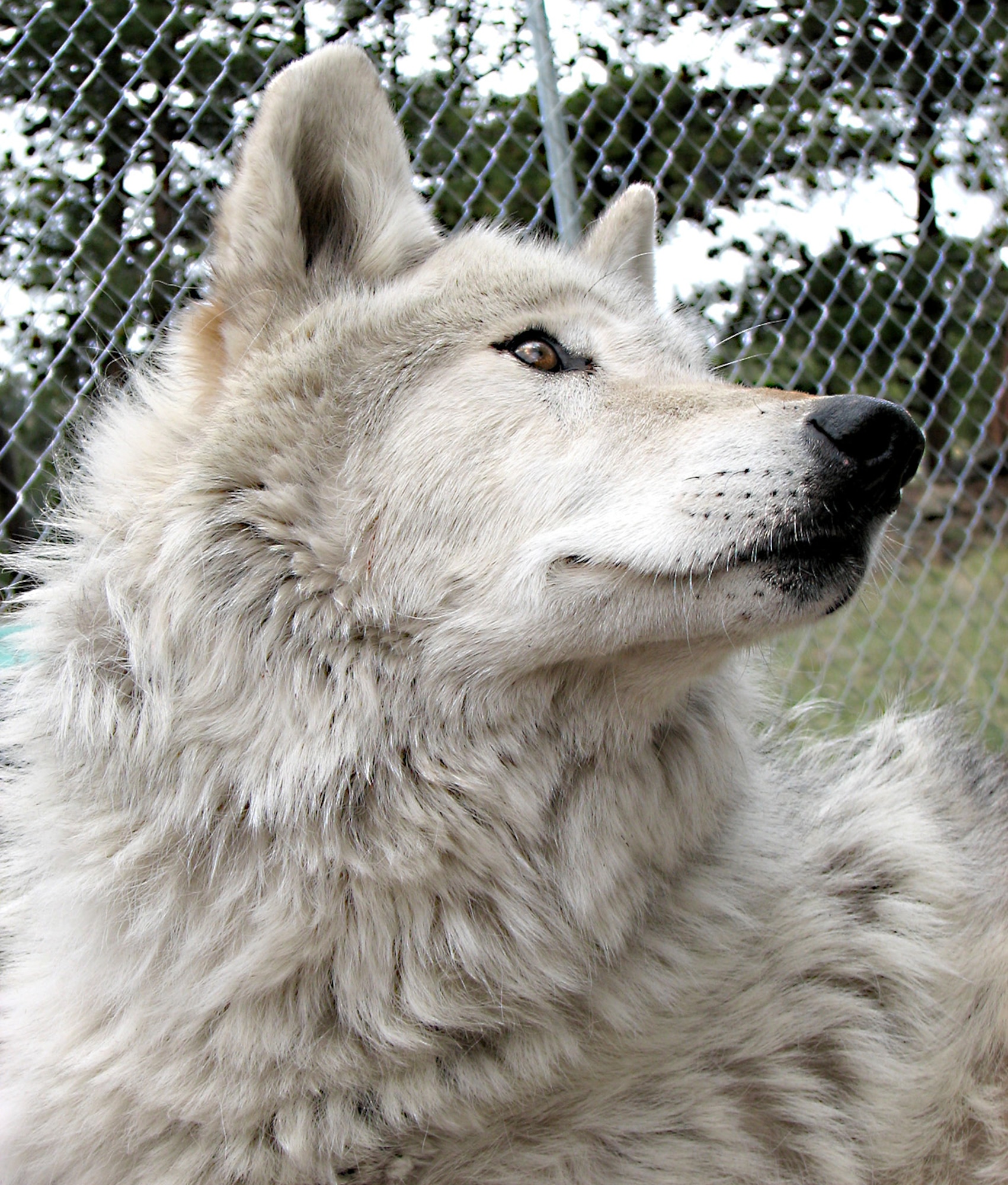 For more on Cheyenne, visit https://wisionswestart.com (Photo by Sharry Akin). 
