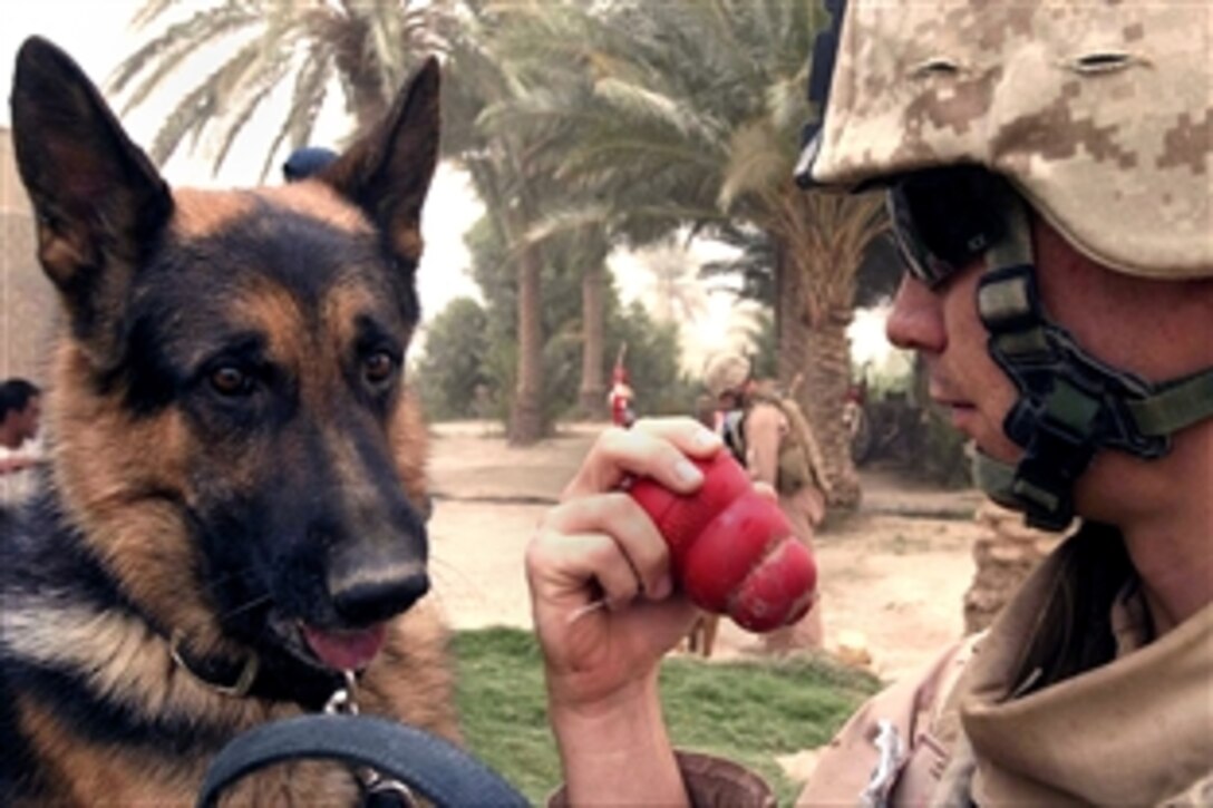 U.S. Marine Lance Cpl. Max W. Donahue plays with Paco, his military working dog, in Lahib, Iraq, June 16, 2008. Donahue is a dog handler assigned to the 3rd Battalion, 10th Marine Regiment.