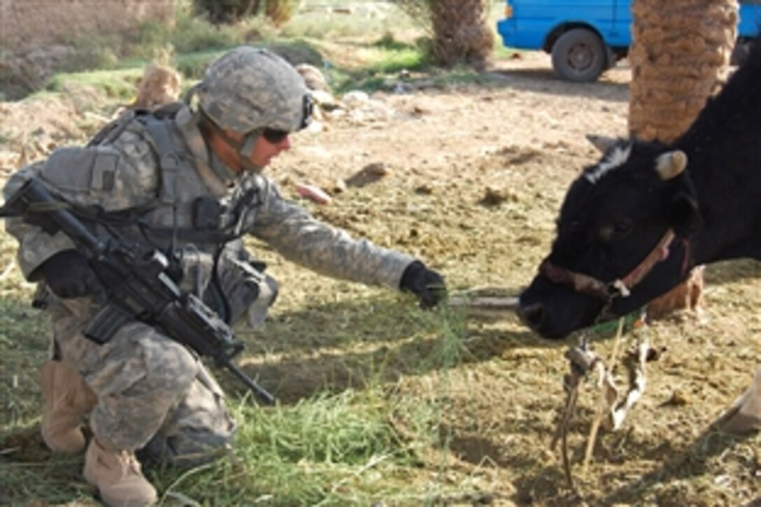 U.S. Army Spc. Joseph Santalucia takes time to spread a little joy, not only to the people of the Taji Qada, northwest of Baghdad, with whom he works to help on a daily basis, but also to one lucky cow, June 21, 2008. Santalucia is an infantryman with the 25th Infantry Division's Company B, 1st Battalion, 27th Infantry Regiment, Multinational Division Baghdad. 