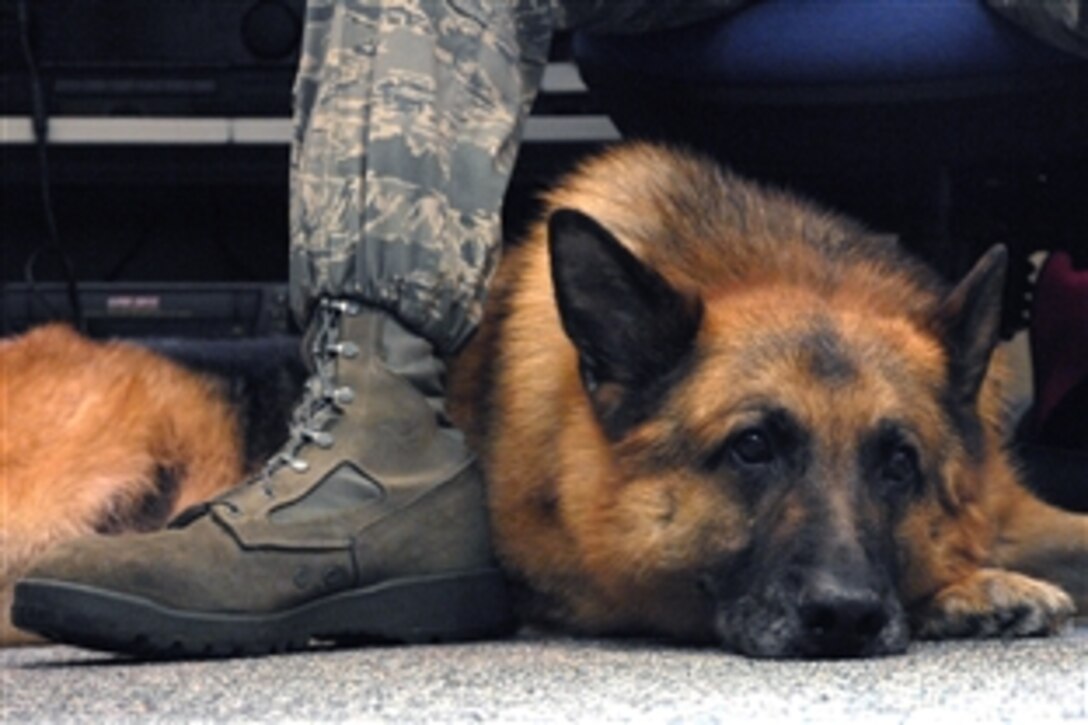 Whiskey, an explosive protection military working dog, relaxes next to his handler, U.S. Air Force Tech. Sgt. Chris A. Beavers, a kennel master assigned to the 48th Security Forces, at Royal Air Force Feltwell, England, June 24, 2008. Whiskey is being retired for medical reasons after serving more than six honorable years. 