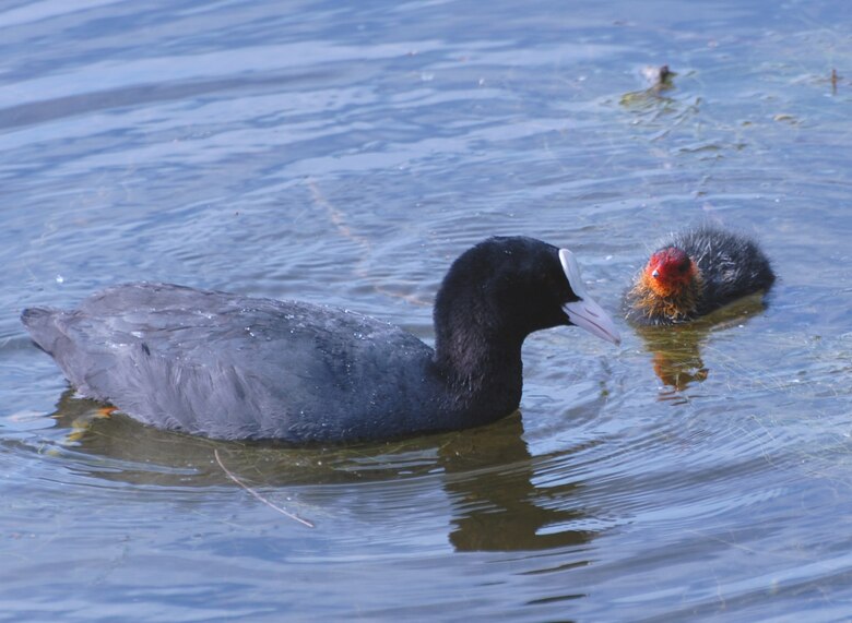 A young coot asks for some food from its mother June 26 at Lackford Lakes reserve.  The reserve is situated just off the A-1101, about 10 miles from RAF Mildenhall.  (U.S. Air Force photo by Judith Wakelam)