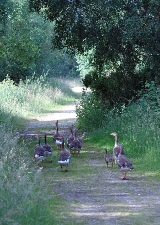 Human visitors are not the only ones who enjoy the trails and wildlife at Lackford Lakes reserve.  The reserve is situated just off the A-1101, about 10 miles from RAF Mildenhall.  (U.S. Air Force photo by Judith Wakelam)