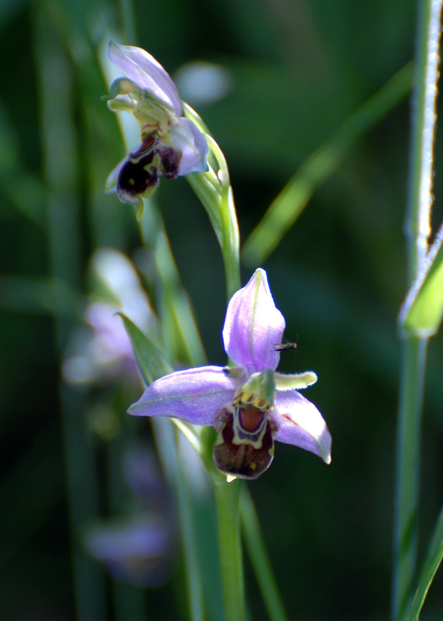 Aptly named Bee Orchids are one of many species of flower to be seen at Lackford Lakes reserve.  The reserve is situated just off the A-1101, about 10 miles from RAF Mildenhall.  (U.S. Air Force photo by Judith Wakelam)