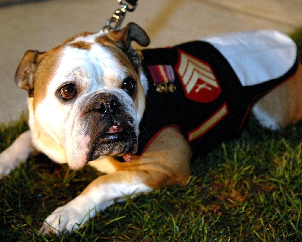 Chesty XII, the official mascot of the U.S. Marine Barracks Washington, D.C., takes a rest following the evening parade June 27, 2008. 