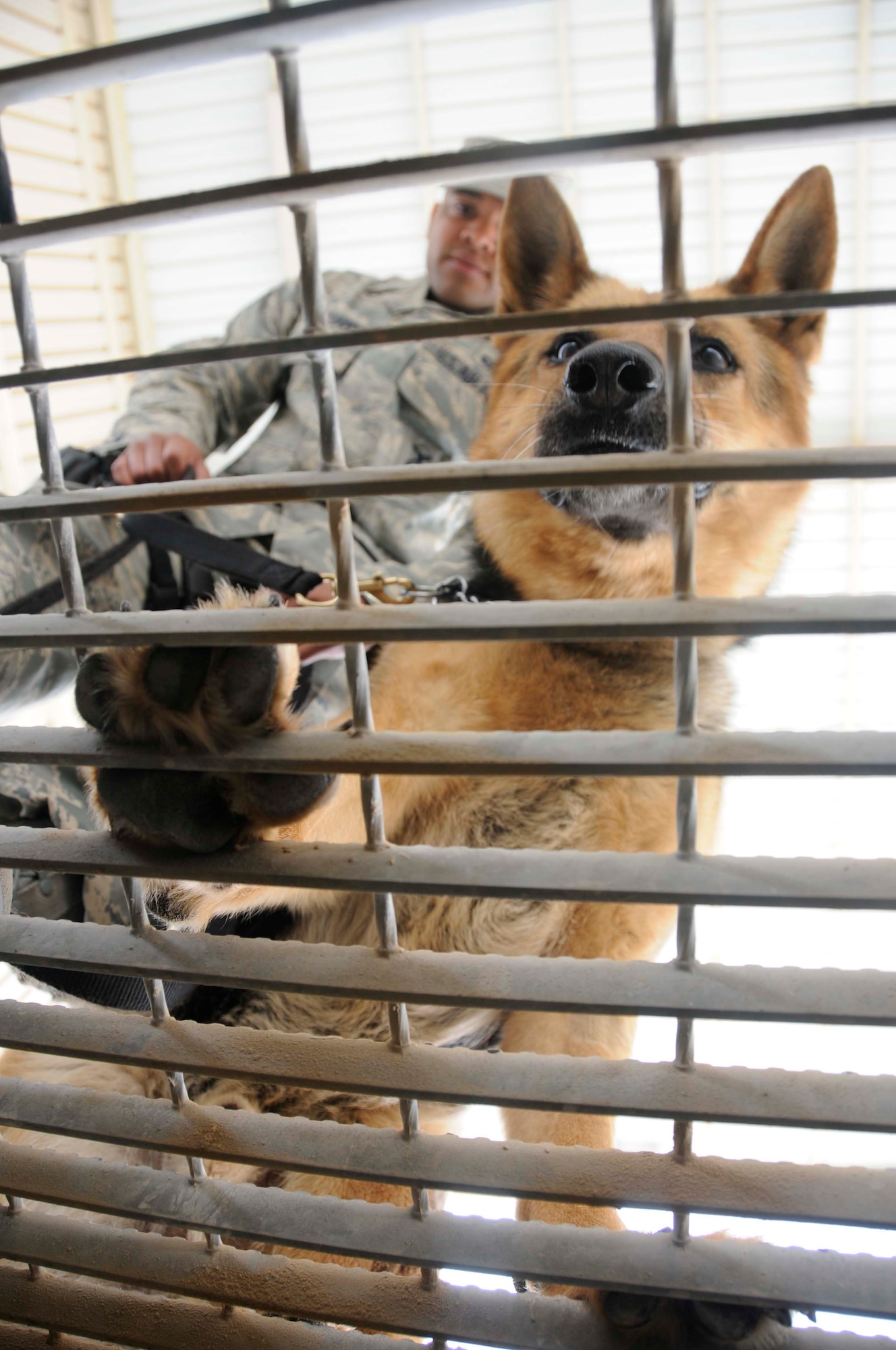 SOUTHWEST ASIA -- Military working dog Bruno and his handler, Staff Sgt. Kenneth Williams, look down through the grate covering a search pit while waiting for vehicles to approach March 6. The search pit is located at the main entry point into the Southwest Asia Air Base. Vehicles entering mush be searched before proceeding through. (U.S. Air Force photo/ Senior Airman Domonique Simmons)
