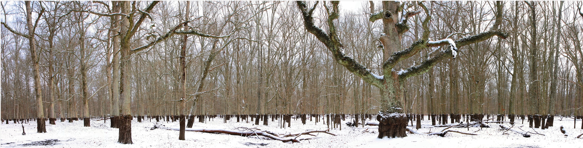 This view of Sinking Pond shows the stark contrast between the dark water lines on the tree trunks and the white snow. Sinking Pond, a special karst depression, is a 394-acre National Natural Landmark site on Arnold AFB. A unique feature of the site is that it can drain almost overnight as a function of a poorly understood change in groundwater hydrology. Maximum winter water depth varies from a few inches to 15 feet in various parts of the site. The pond is normally filled with water this time of year (November through July). However, due to the extended drought conditions in the area, the pond has been dry for some time. (Photo by Mike Hodges)