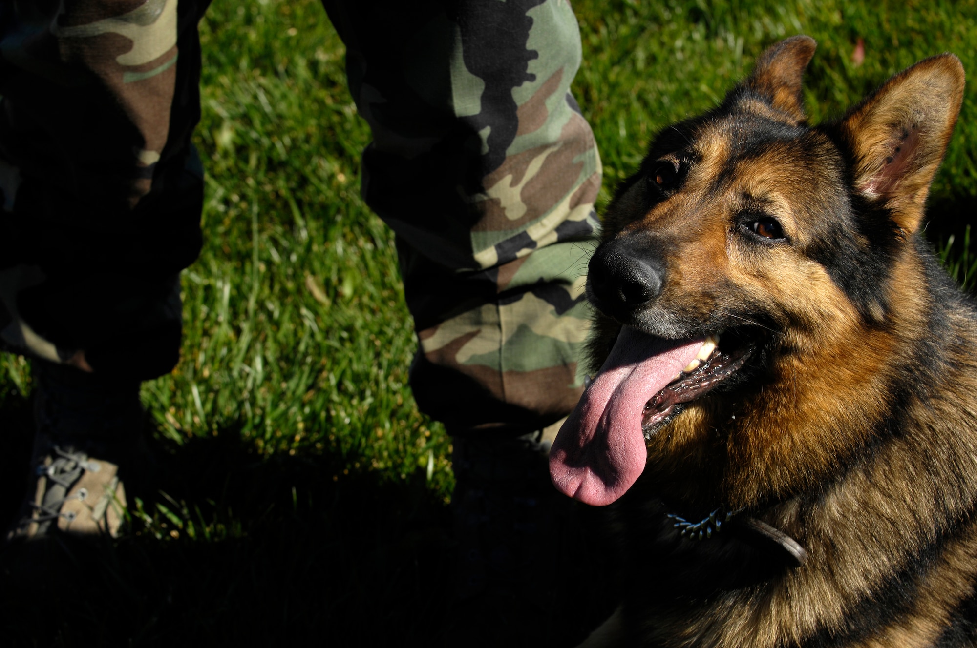 VANDENBERG AIR FORCE BASE, Calif. -- Senior Airman Shawna Richards, a entry controller with the 30th Security Forces Squadron, trains her military working dog, Baiky,on Feb. 26. Security forces train their bomb and drug sniffing dogs to seek out illegal items and potential threats. Handlers prepare the dogs for duty using obstacles designed to simulate real scenarios. Military working dogs have been used by the U.S. armed forces since World War I. (U.S. Air Force photo/Airman 1st Class Christian Thomas)