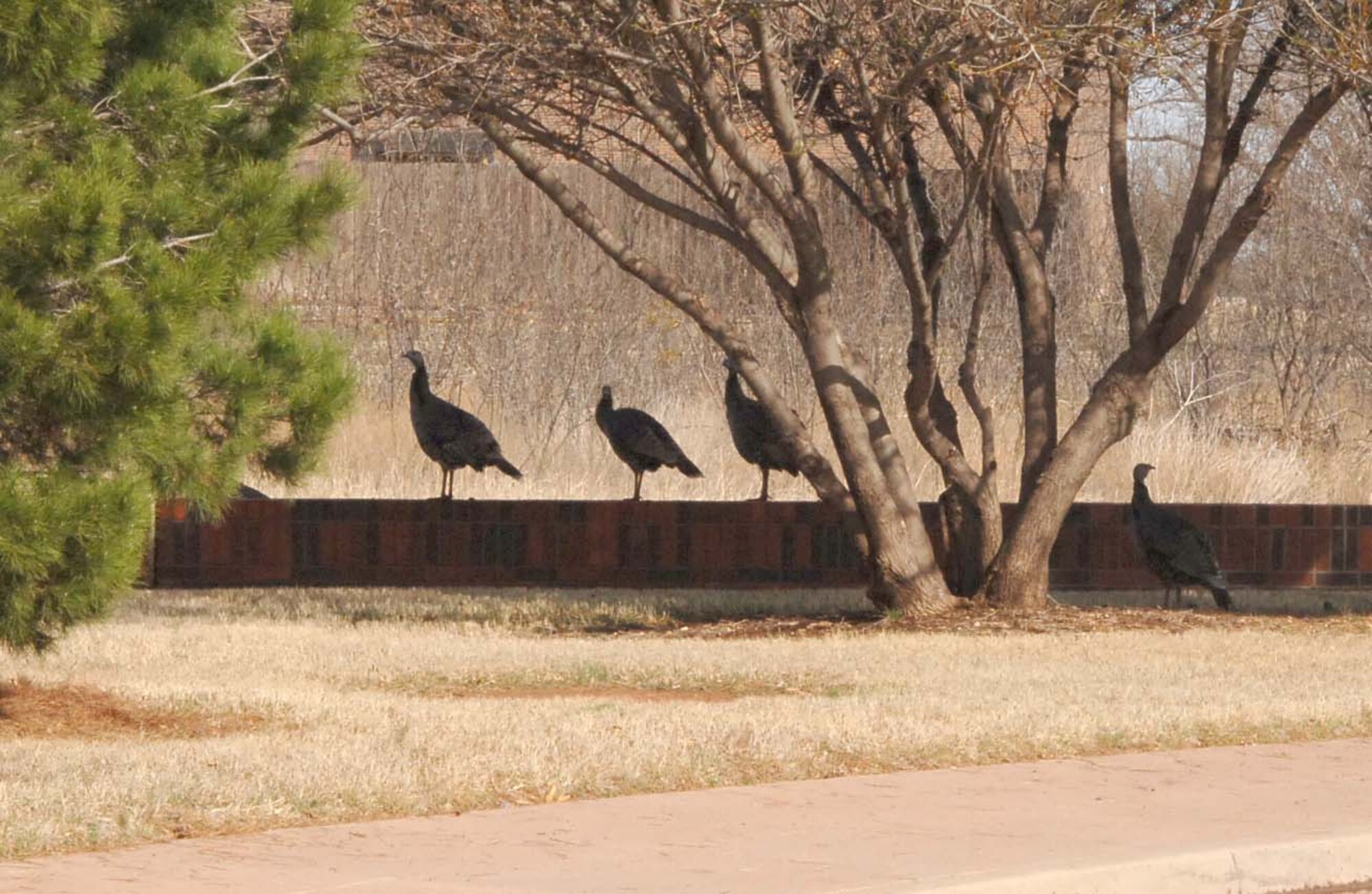 DYESS AIR FORCE BASE, Texas -- Turkeys sit atop a brick wall outside the 7th Bomb Wing Headquarters March 10. Dyess has several species of wildlife that range from bobcats to owls that make their habitat in the brush and mesquite Dyess provides. (U.S. Air Force photo by Airman 1st Class Felicia Juenke)