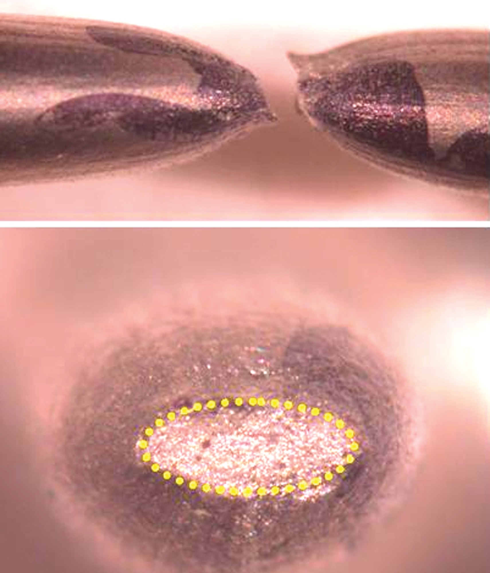 Results from tensile Hopkinson bar experiment of an initially circular cross section.  The anisotropic properties of the hexagonal close-packed material cause the final cross section to be highly elliptical (photo courtesy of Philip Flater AFRL/RWMW).