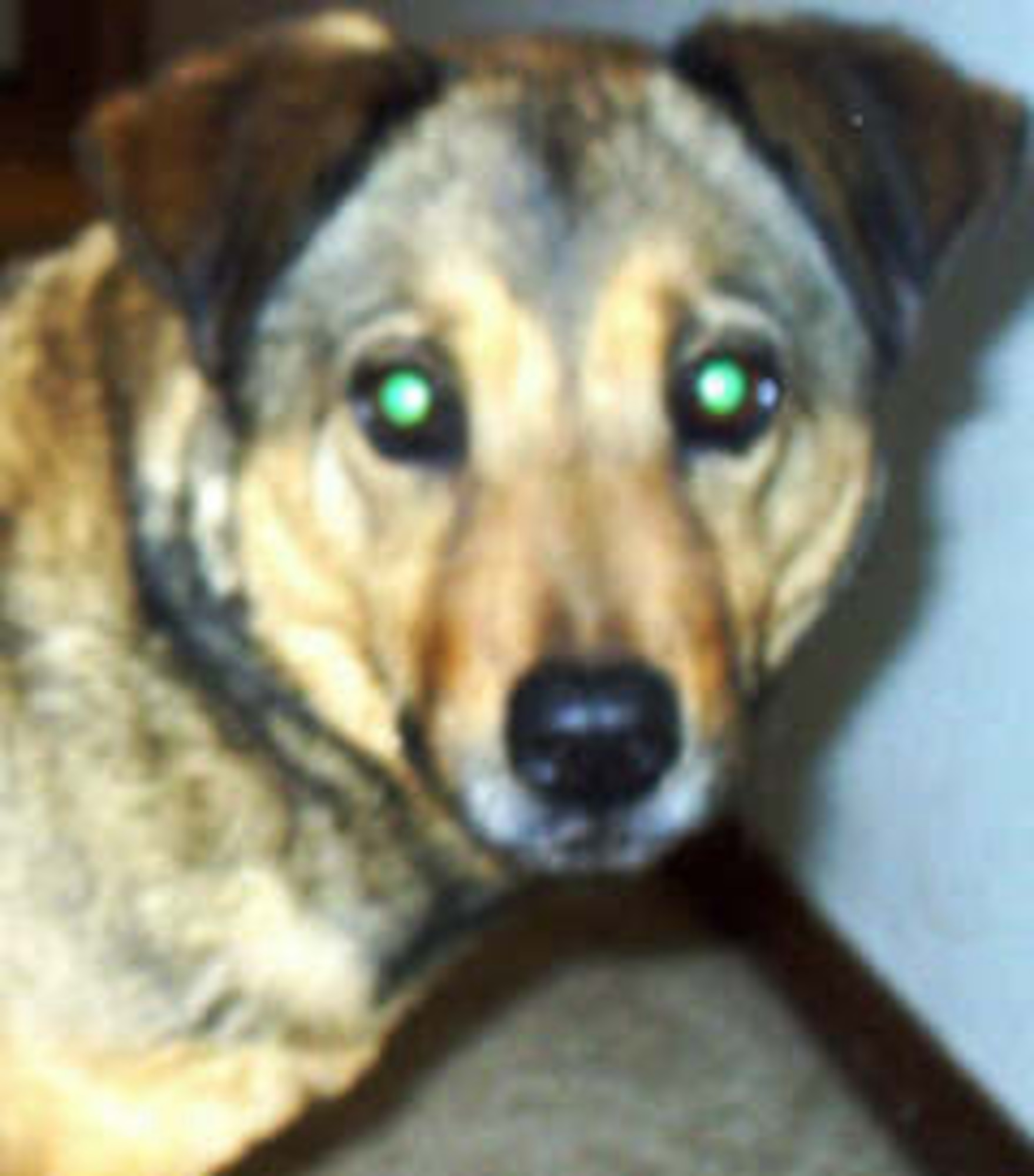 CANNON AIR FORCE BASE, N.M. -- Stacey is a 4-year-old that gets along well with other dogs and cats; however, she shows Alpha tendencies.  She is well behaved and loving with people.  Call Patricia at 769-1264.

The Airman and Family Readiness Center Pet Finder Program helps Cannon personnel find adoptive homes for their pets. Due to limited space, the Clovis and Portales Animal Control Shelters must euthanize surrendered animals within one to three days of arrival; the Pet Finder Program is an alternative to using the local shelters. (Courtesy photo)
