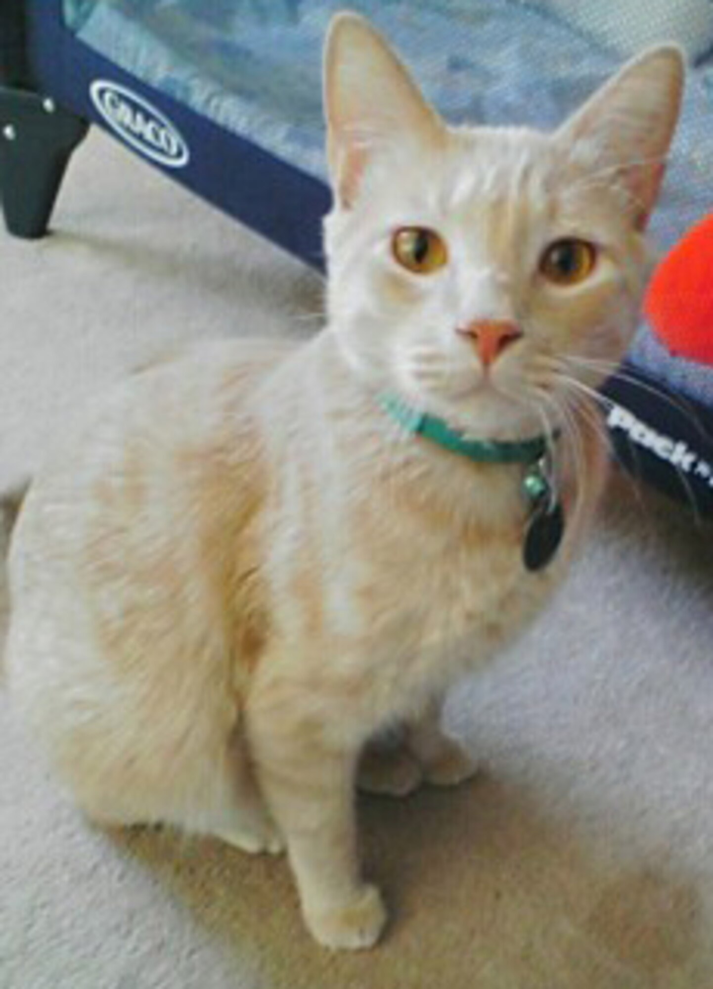 CANNON AIR FORCE BASE, N.M. -- Oscar/Ozzy is a neutered male and is almost 3-years old.  He is de-clawed, microchipped, and up-to-date on all shots. He is very well behaved, loving, playful and personable.  He is good with kids but not with other dogs. All cat accessories - litter box, food dishes, food, scratching post, jungle gym, and toys - are included. Call Michelle at 505-944-6557 with any questions.

The Airman and Family Readiness Center Pet Finder Program is offered to CAFB personnel to help find adoptive homes for their pets by providing basewide advertising of available animals.  Due to limited space, the Clovis and Portales Animal Control Shelters must euthanize surrendered animals within one to three days of arrival; the Pet Finder Program is an alternative to local shelters. (Courtesy photo)


