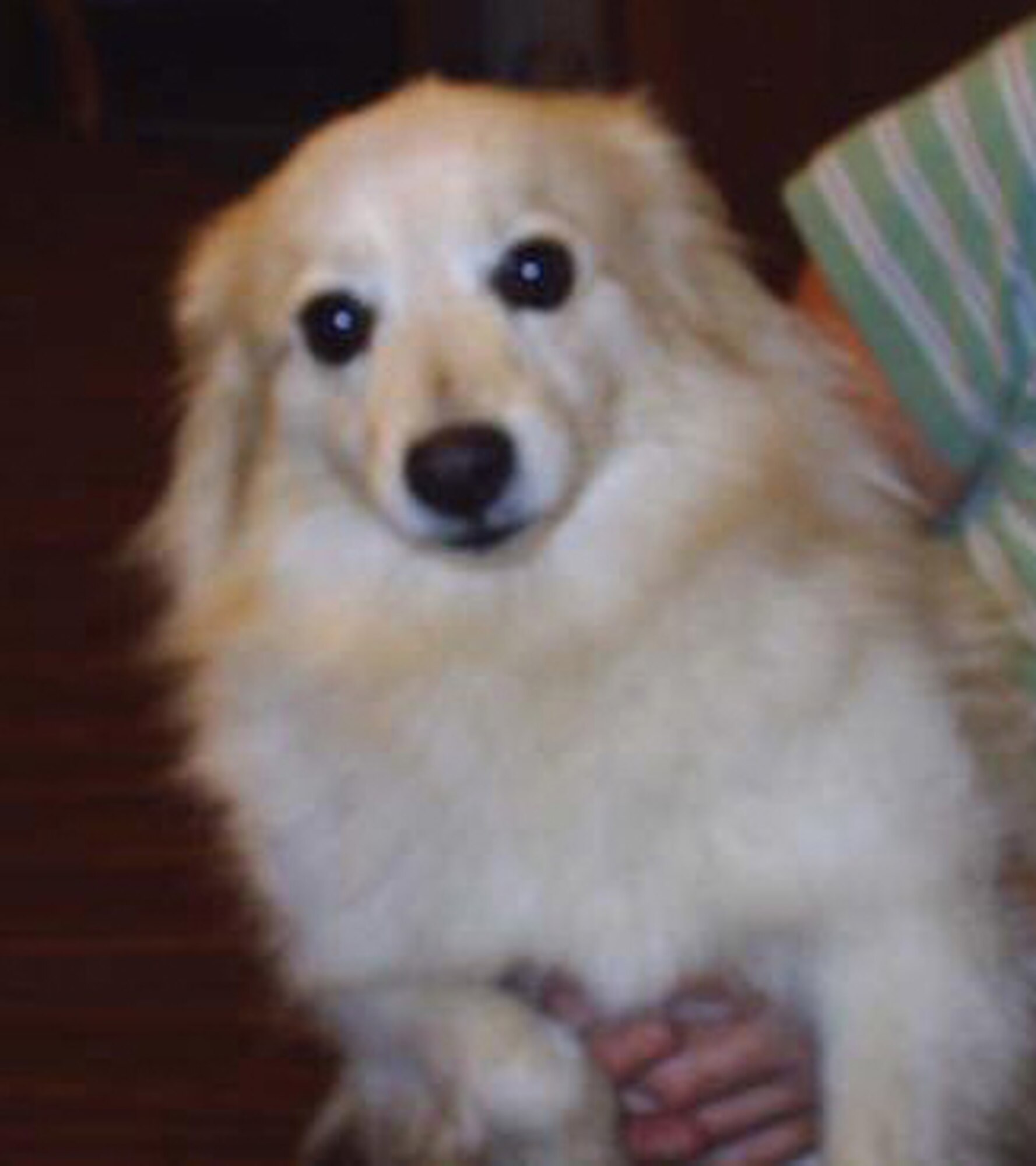 CANNON --Tala is a female Pomeranian/mix, spayed and is about four-years old. Tala is very timid at first, loves attention  and would do best with a mature person. She is on seizure medication for seizures that costs about $20 every two months.  Call Patricia at 769-1264.

The Airman and Family Readiness Center Pet Finder Program helps Cannon personnel find adoptive homes for their pets. Due to limited space, the Clovis and Portales Animal Control Shelters must euthanize surrendered animals within one to three days of arrival; the Pet Finder Program is an alternative to using the local shelters. (Courtesy photo)
