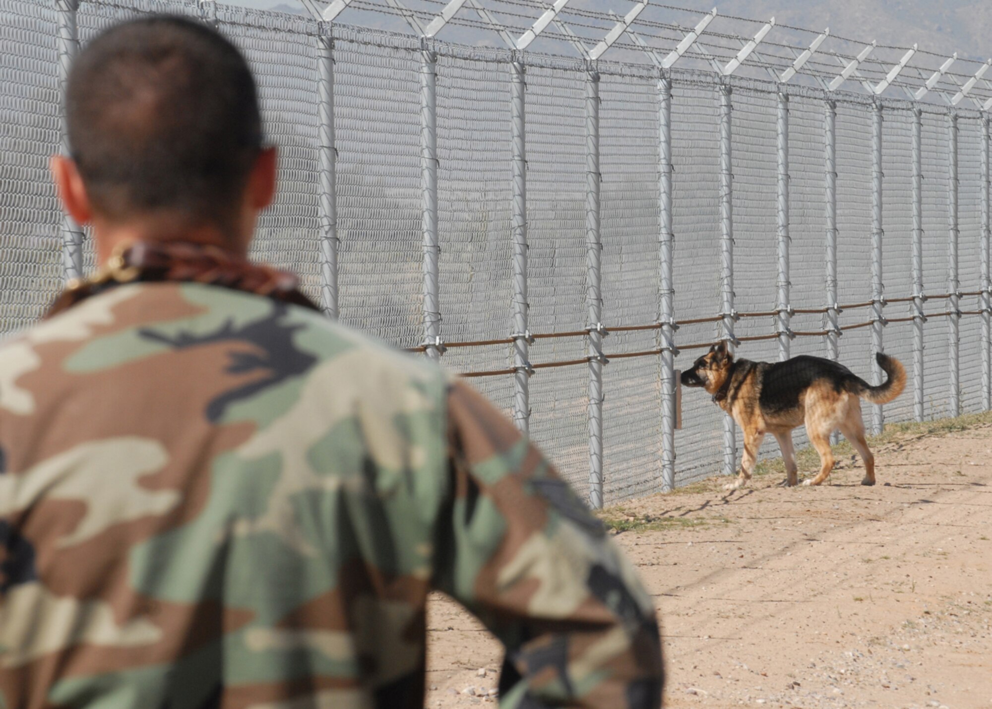 Staff Sgt. John Pillarella, 56th Security Forces Squadron military working dog trainer, works with Jampy, a military working dog Mar. 18 at Luke Air Force Base, Ariz.  Jampy is one of six Military dogs assigned to Luke, with one currently deployed. SSgt Pillarella and his dog play a key role in providing top notch security measures. SSgt Paillarella is currently training Jampy on how to locate explosives in preparation for operations in Iraq. The theam occasionally assists local law enforcement on bomb and drug searches. (U.S. Air Force photo/Airman 1st Class Gustavo Gonzalez)  