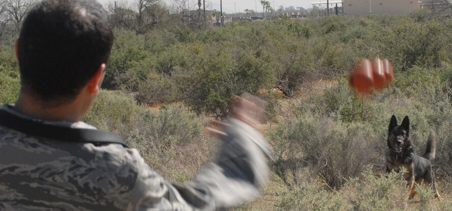 Staff Sgt. Gabriel Bravo, 56th Security Forces Squadron military working dog handler, rewards his military working dog Rex after a training exercise Mar. 18 at Luke Air Force Base, Ariz. SSgt Bravo is honing Rex’s scent skills on explosives, specifically designed to for convoy operations in Iraq. Luke AFB, has six working dogs assigned to the base with one currently deployed. (U.S. Air Force photo/Airman 1st Class Gustavo Gonzalez)