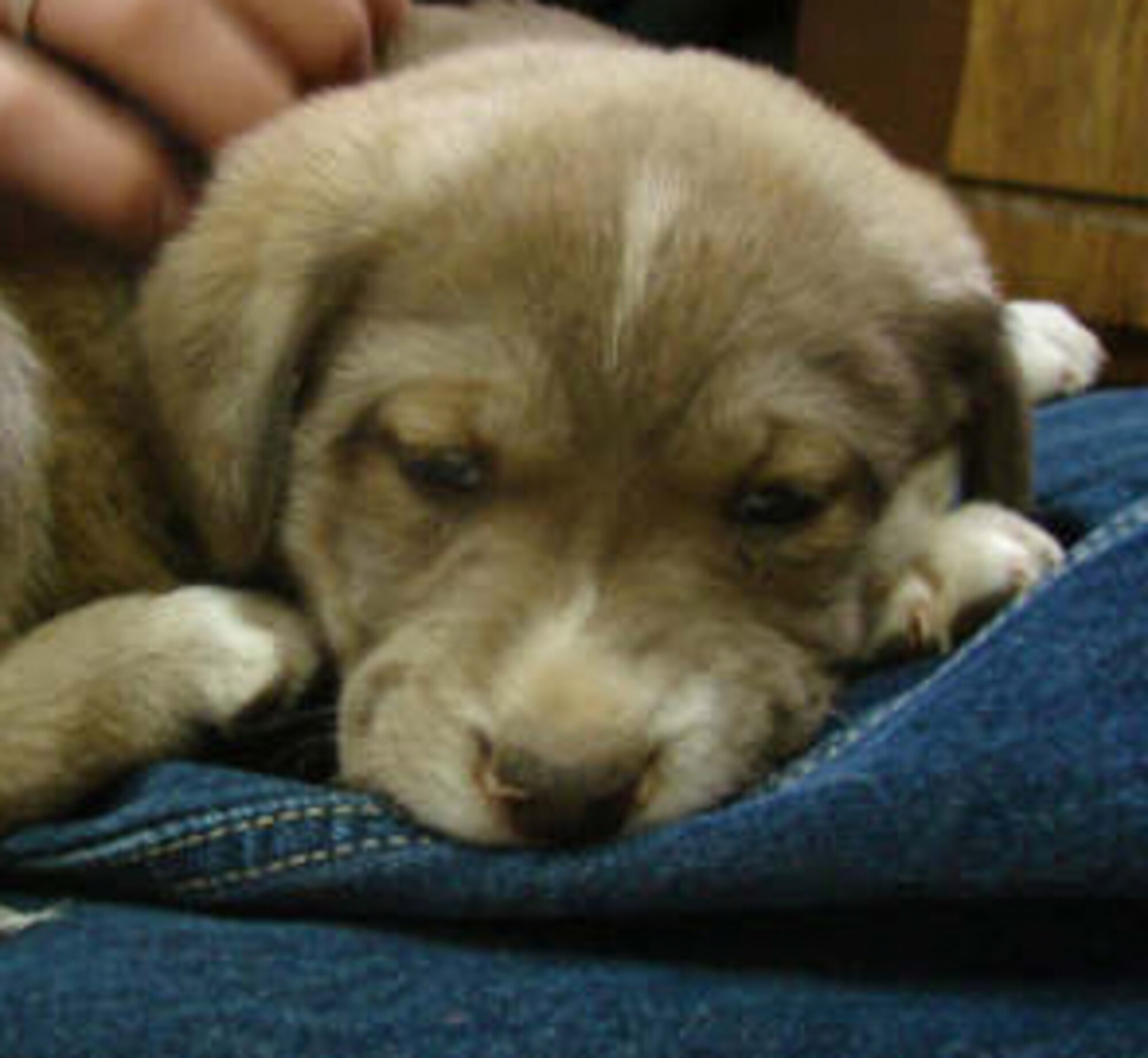 CANNON AIR FORCE BASE, N.M. -- Princess is a mixed breed female that needs a home. Call Lisa Summers at 784-1539 if interested.

The Airman and Family Readiness Center Pet Finder Program is offered to CAFB personnel to help find adoptive homes for their pets by providing base-wide advertising of available animals.  Due to limited space, the Clovis and Portales Animal Control Shelters must euthanize surrendered animals within one to three days of arrival if not adopted; the Pet Finder Program is an alternative to using the local shelters. (Courtesy photo)

