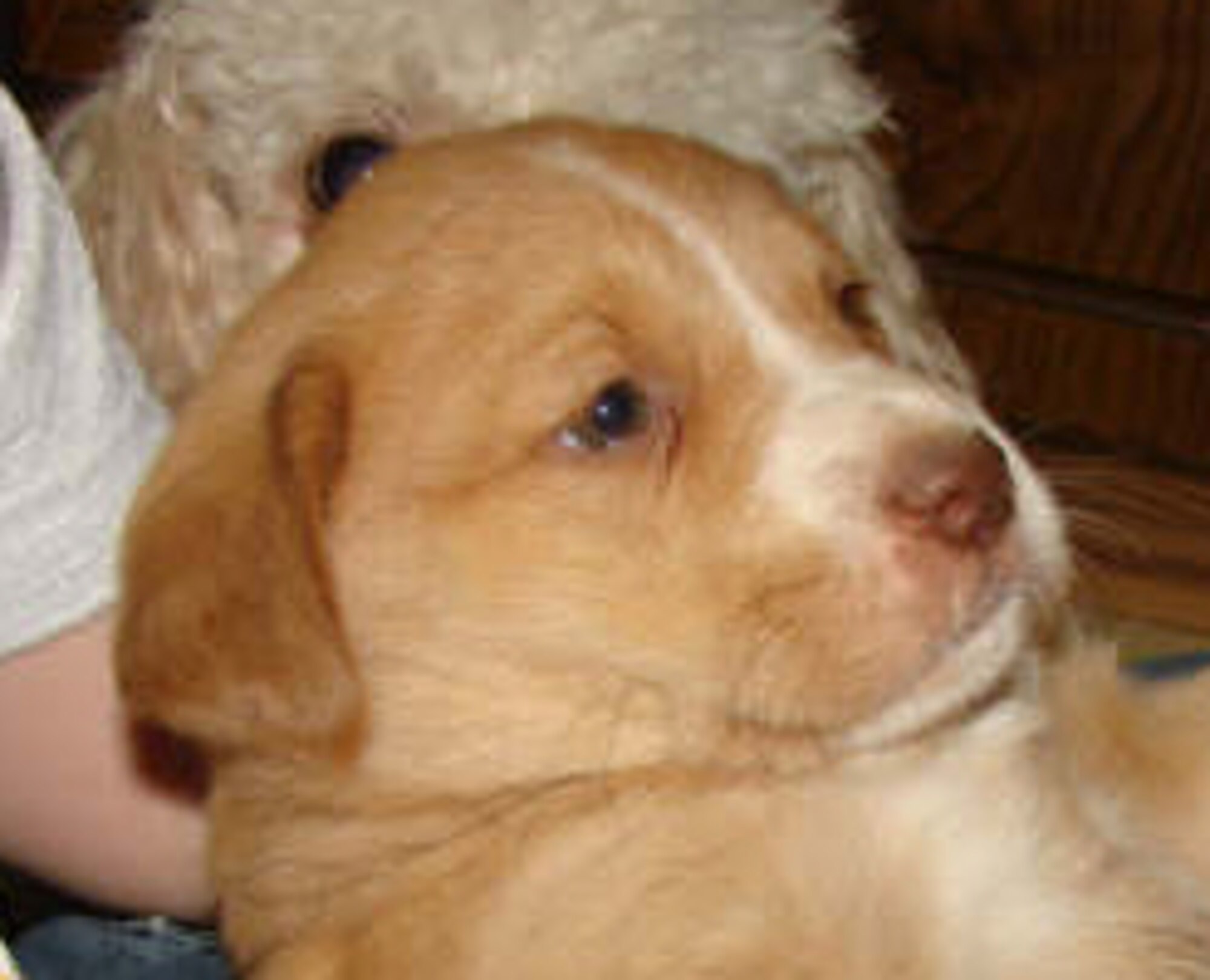 CANNON AIR FORCE BASE, N.M. -- Cappuccino is a Labrador retriever- mix female puppy that needs a home. Call Lisa Summers at 784-1539 if interested.

The Airman and Family Readiness Center Pet Finder Program is offered to Cannon personnel to help find adoptive homes for their pets by providing base-wide advertising of available animals.  Due to limited space, the Clovis and Portales Animal Control Shelters must euthanize surrendered animals within one to three days of arrival if not adopted; the Pet Finder Program is an alternative to usingthe local shelters. (Courtesy photo)