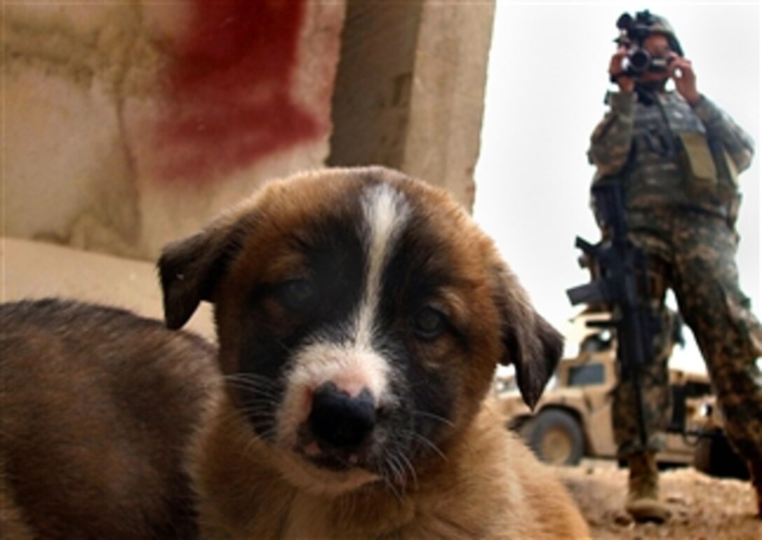 U.S. Navy Petty Officer 2nd Class Kim Smith documents a puppy adopted by the Musayyib Iraqi Police Station in Musayyib, Iraq, March 11, 2008.