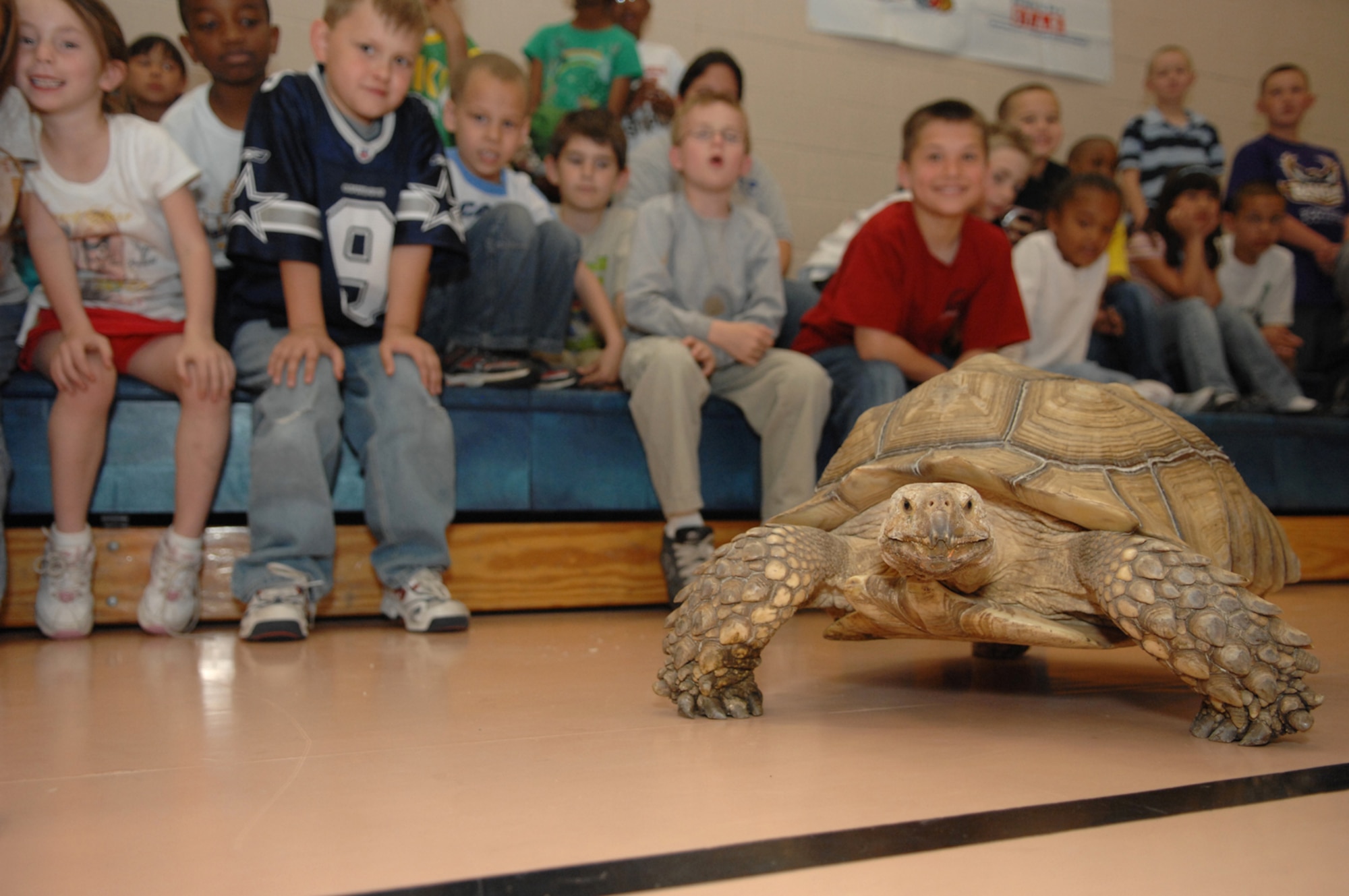Buster, a Northern African Sulcata Tortist, crawls around during the SeaWorld animal showcase at the Youth Center March 20, 2008 Nellis Air Force Base, Nev.
(U.S. Air Force Photo by/Senior Airman Larry E. Reid Jr.)