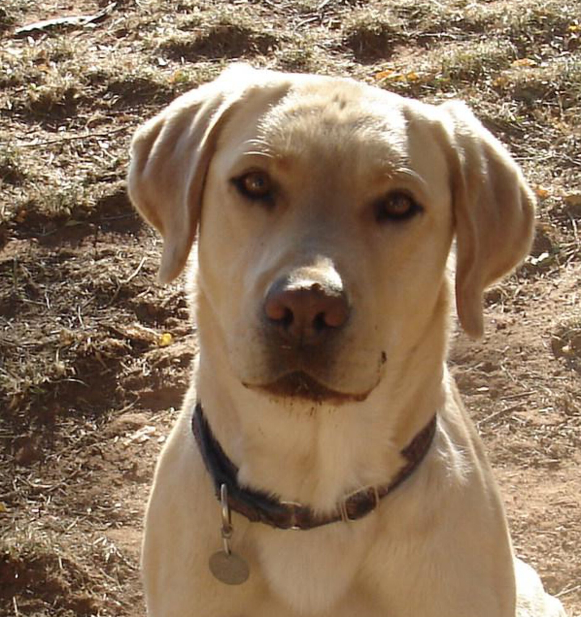 CANNON AIR FORCE BASE, N.M. -- Jake is well behaved and very smart, but needs to be in a one-dog family as he does not get along with  dogs or cats.  Call Roxanne Adams at 505 219- 2256 for more information.  

The Airman and Family Readiness Center Pet Finder Program is offered to Cannon personnel to find adoptive homes for their pets. Due to limited space, the Clovis and Portales Animal Control Shelters euthanizes surrendered animals within one to three days of arrival if not adopted. tThe Pet Finder Program is an alternative to using the local shelters.                              
