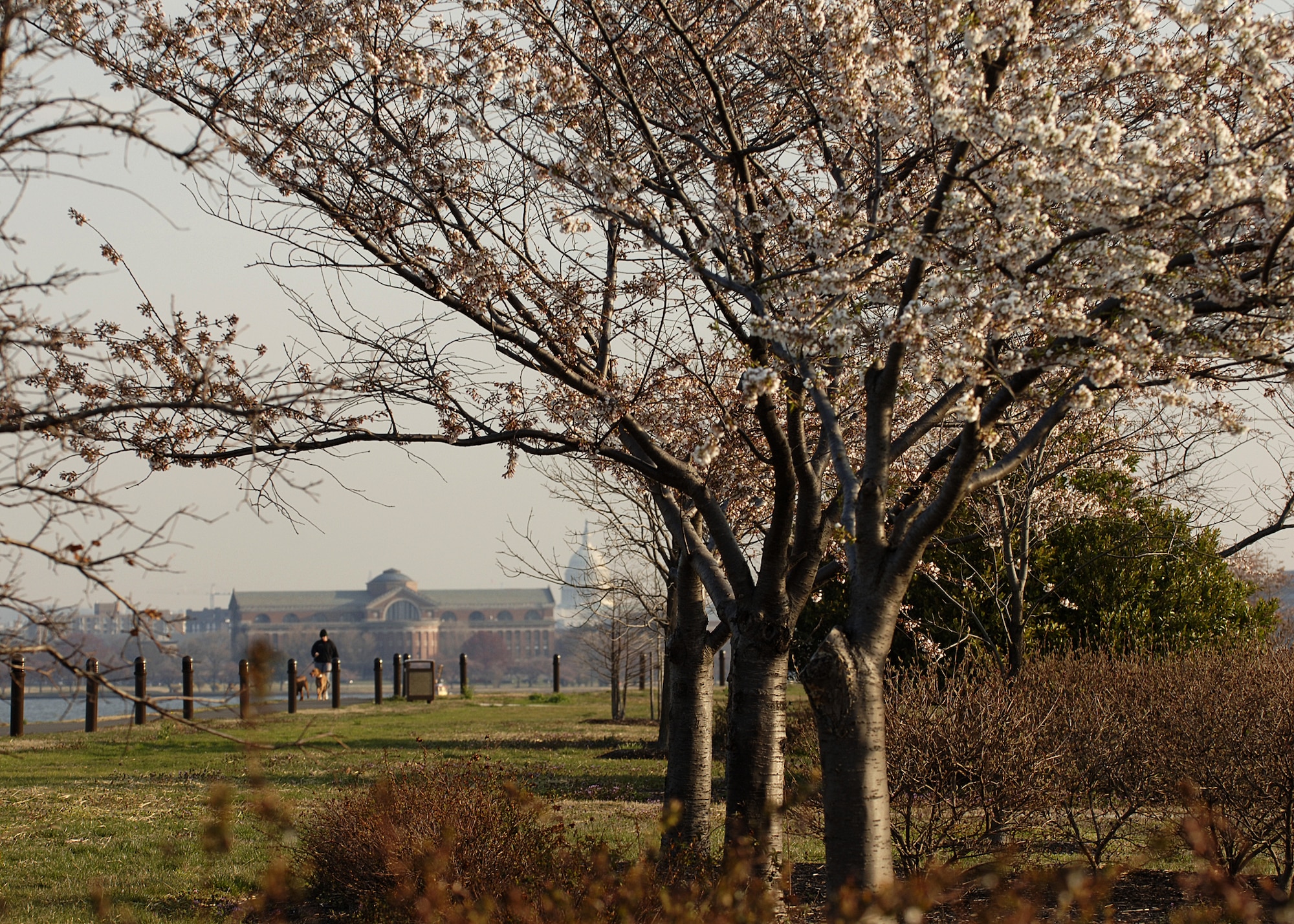Cherry blossoms begin to bloom along the Bolling waterfront. (U.S. Air Force photo by Thomas Dennis.)