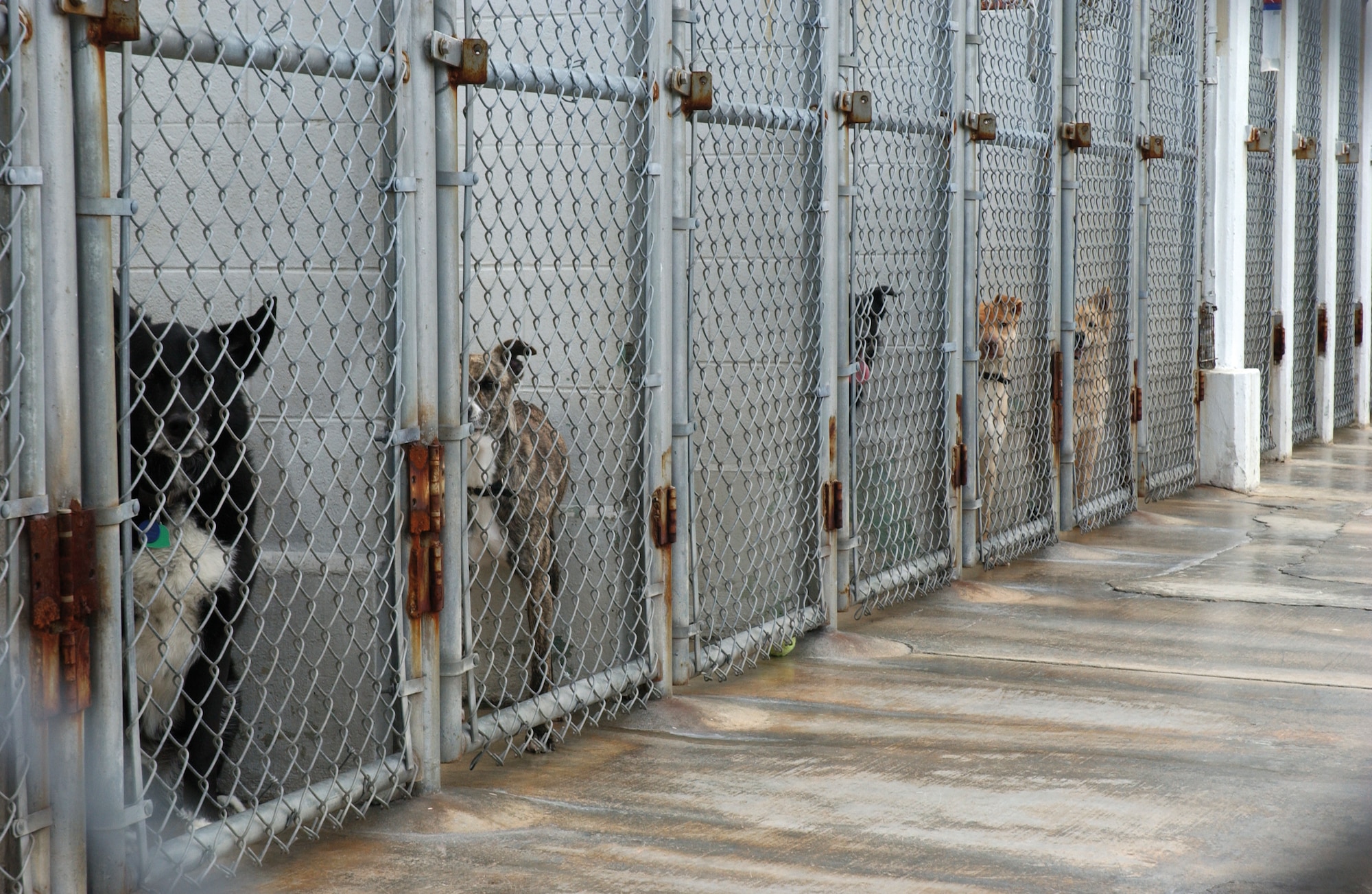 Stray dogs and unwanted pets are being kept at the 18th Services Squadron’s Karing Kennels. Packs of strays have
been seen around the base and are the source of recent attacks on family pets and other community members.
(U.S. Air Force photo/Senior Airman Jeremy McGuffin) 
