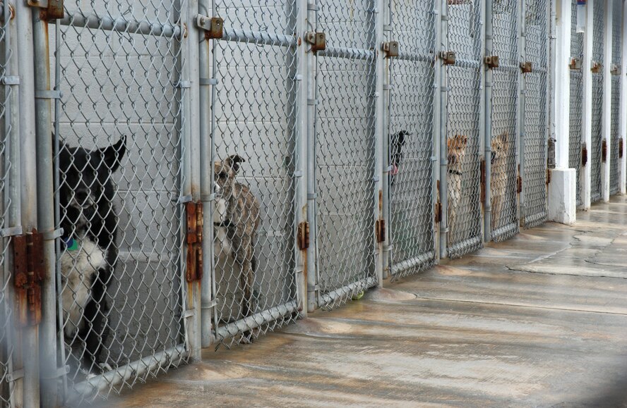 Stray dogs and unwanted pets are being kept at the 18th Services Squadron's Karing Kennels. In recent weeks there has been a surge of stray dogs captured and returned to owners by the 18th Security Forces Squadron.