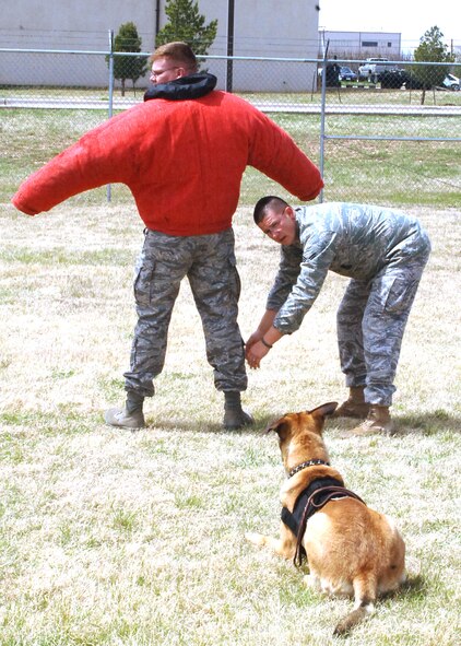 DYESS AIR FORCE BASE, Texas -- Senior Airman Steven Nowicki ensures Military Working Dog, Fforde, stays in place and responsive while he simulates a search on Tech. Sgt. Christopher Juvrud, during training on March 28. (U.S Air Force photo by Airman 1st Class Felicia Juenke)