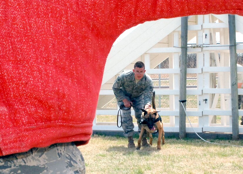 DYESS AIR FORCE BASE, Texas -- Senior Airman Steven Nowicki prepares to release Military Working Dog, Fforde, during training on March 28. Fforde is the newest addition to the K-9 section of the 7th Security Forces Squadron and is still going through training to prepare him for future deployments. (U.S Air Force photo by Airman 1st Class Felicia Juenke)