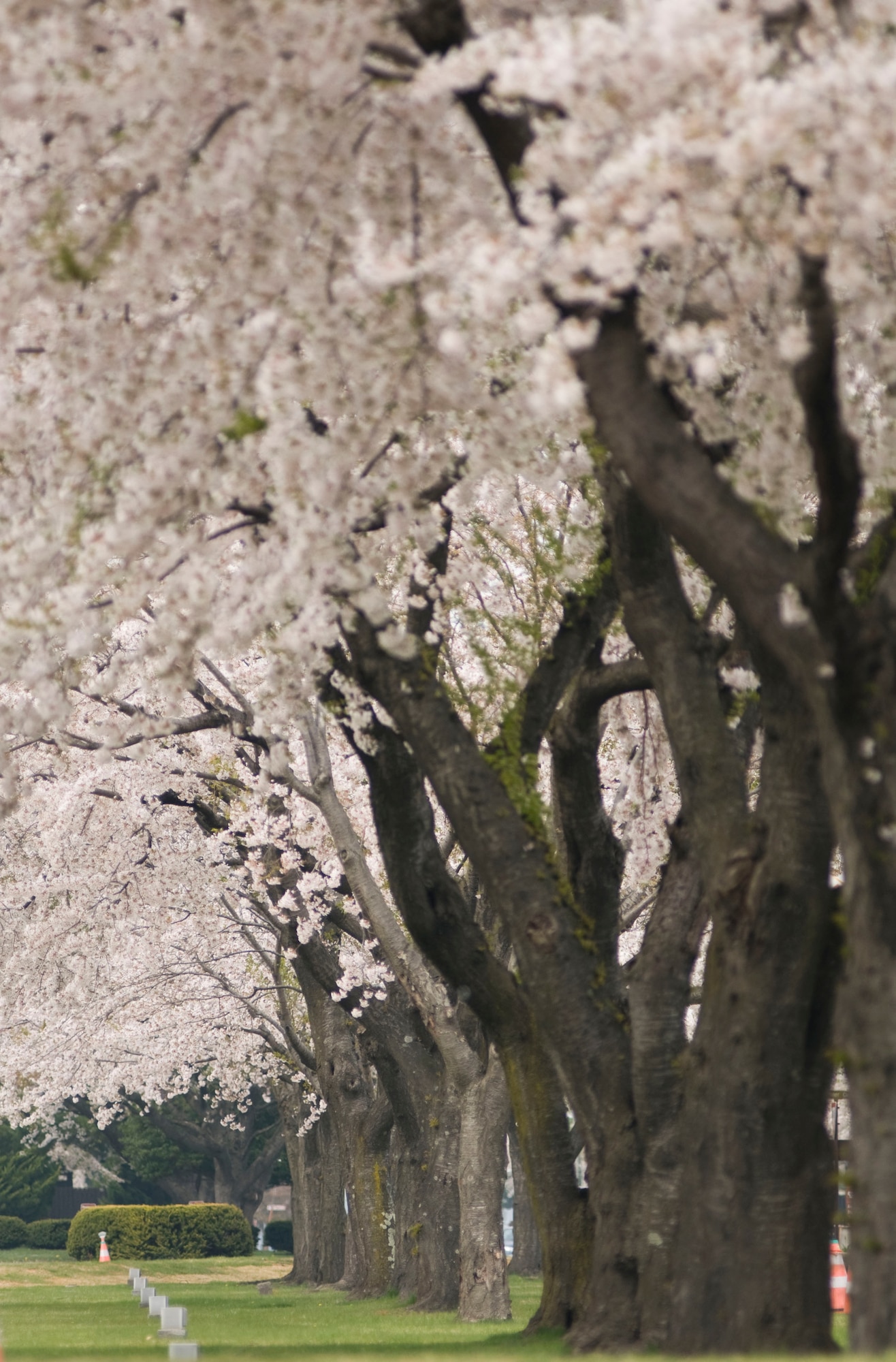 MISAWA AIR BASE, Japan -- Cherry blossoms bloom at Risner Circle on April 30, 2008. The short-lived first bloom inspired many to get outside and enjoy the beauty. (U.S. Air Force photo by Senior Airman Stefanie Torres)