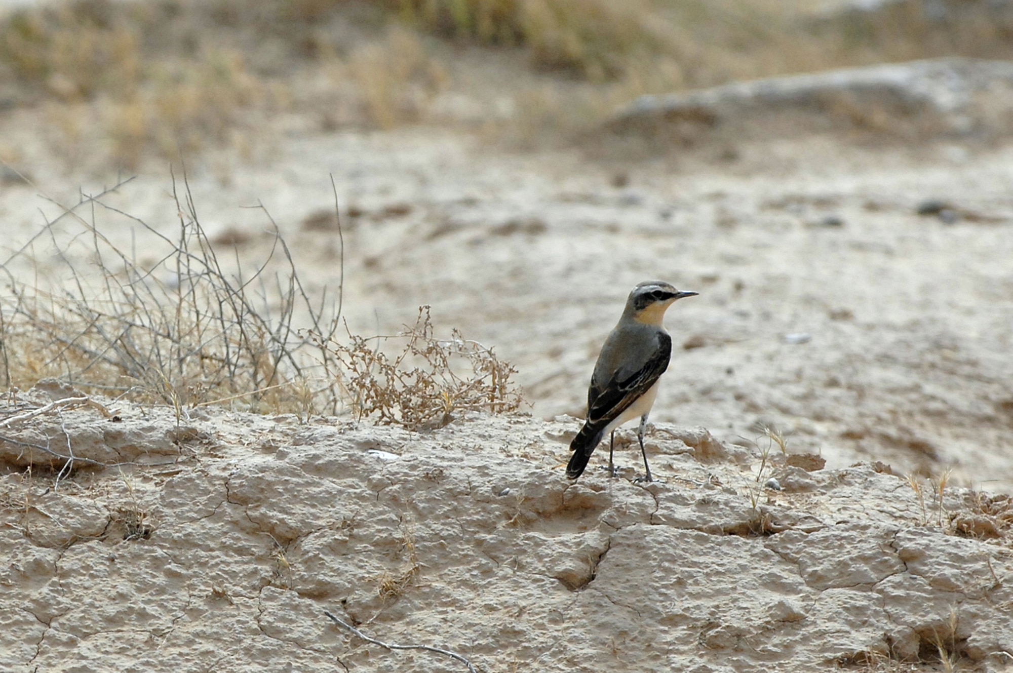 BALAD AIR BASE, Iraq -- A northern wheatear is one of many types of birds that calls Balad AB home. Even small birds can pose a threat to flying aircraft because they can be sucked into engines and render them useless. To reduce the number of collisions between birds and aircraft, the 332nd Air Expeditionary Wing Safety Office personnel depredate the birds on the base through the Bird Aircraft Strike Hazard program. On May 3, the remains of whole, depredated birds were shipped from the base to the Smithsonian Institution, National Museum of Natural History, Feather Identification Laboratory in Washington, D.C., for the birds to be analyzed by scientists. This marks the first shipment of whole bird remains to be sent from Iraq to the Smithsonian. (U.S. Air Force photo/ Senior Airman Julianne Showalter)