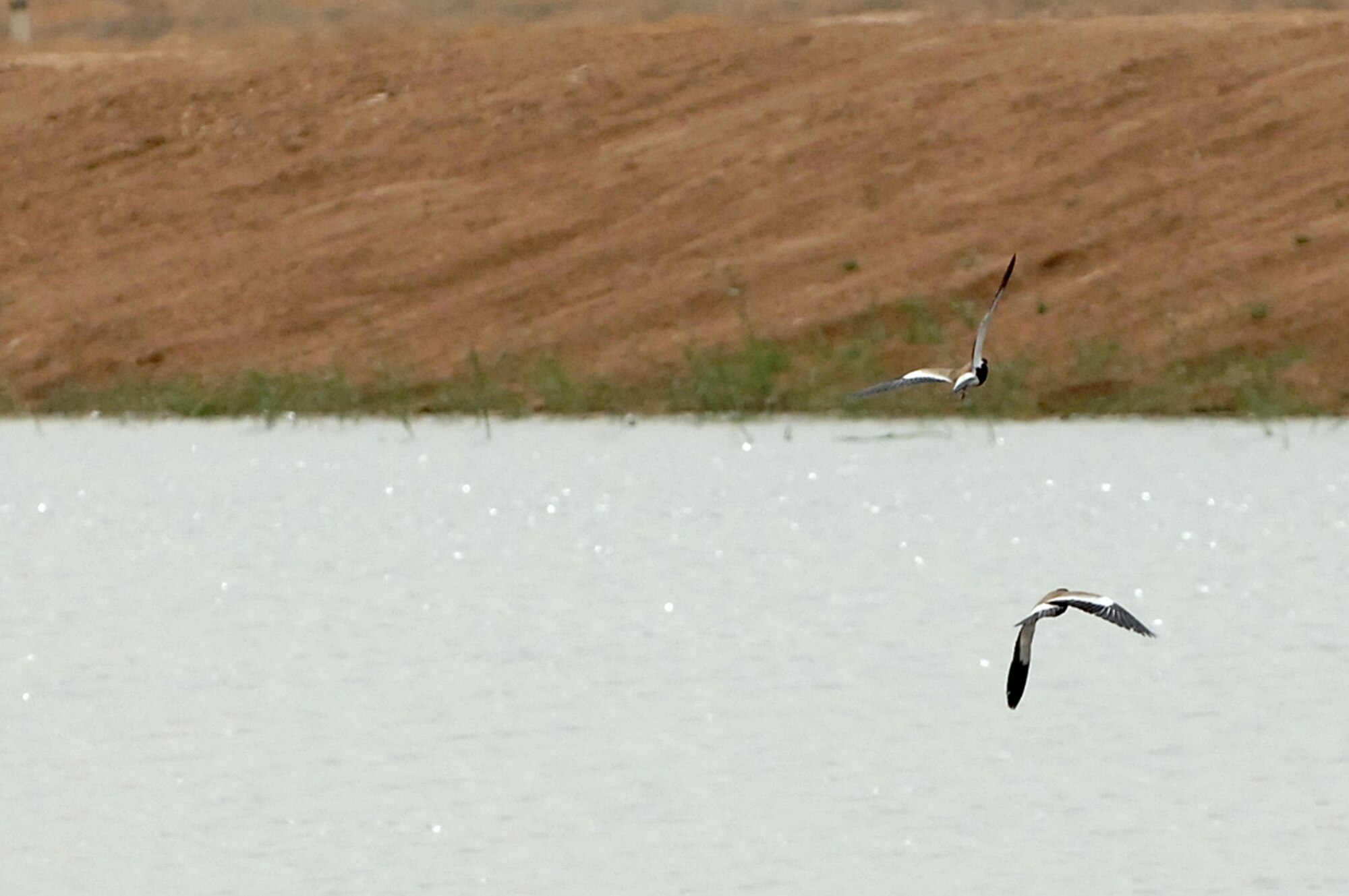 BALAD AIR BASE, Iraq -- Two red-wattled plovers fly above a pool of water at Balad AB, the location of the most forward deployed U.S. Air Force Wing. To reduce the number of collisions between birds and aircraft, the 332nd Air Expeditionary Wing Safety Office personnel depredate the birds on the base through the Bird Aircraft Strike Hazard program. On May 3, the remains of whole, depredated birds were shipped from the base to the Smithsonian Institution, National Museum of Natural History, Feather Identification Laboratory in Washington, D.C., for the birds to be analyzed by scientists. This marks the first shipment of whole bird remains to be sent from Iraq to the Smithsonian. (U.S. Air Force photo/ Senior Airman Julianne Showalter)
