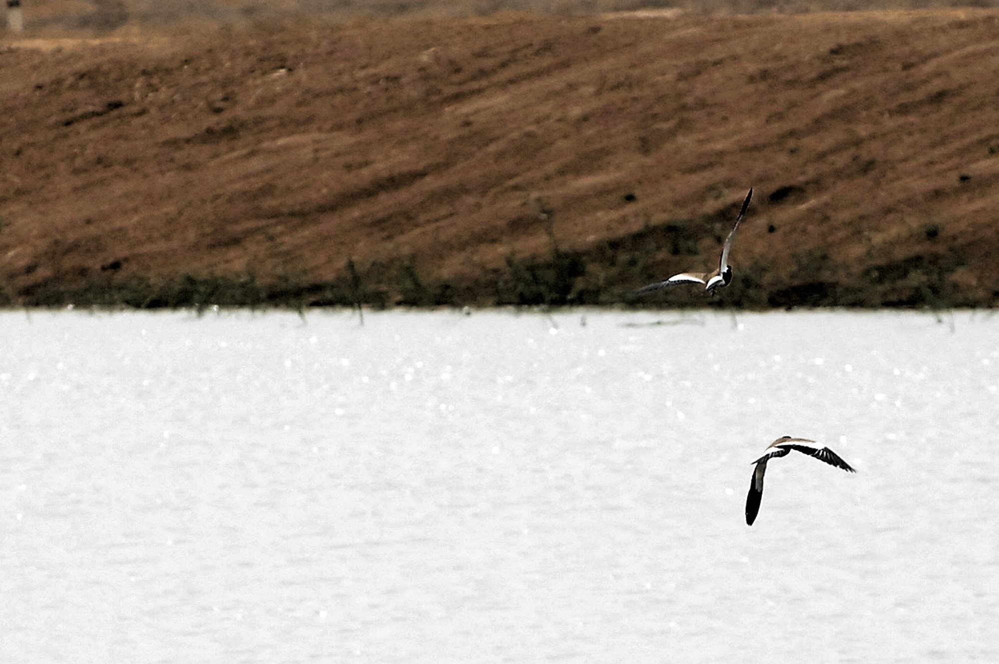Two red-wattled plovers fly above a pool of water at Balad Air Base, Iraq. To reduce the number of collisions between birds and aircraft, members of the 332nd Air Expeditionary Wing Safety Office depredate the birds on the base through the Bird Aircraft Strike Hazard program. On May 3, the remains of whole, depredated birds were shipped from the base to the Smithsonian Institution, National Museum of Natural History, Feather Identification Laboratory in Washington, D.C., for the birds to be analyzed by scientists. This marks the first shipment of whole bird remains to be sent from Iraq to the Smithsonian. (U.S. Air Force photo/Senior Airman Julianne Showalter) 
