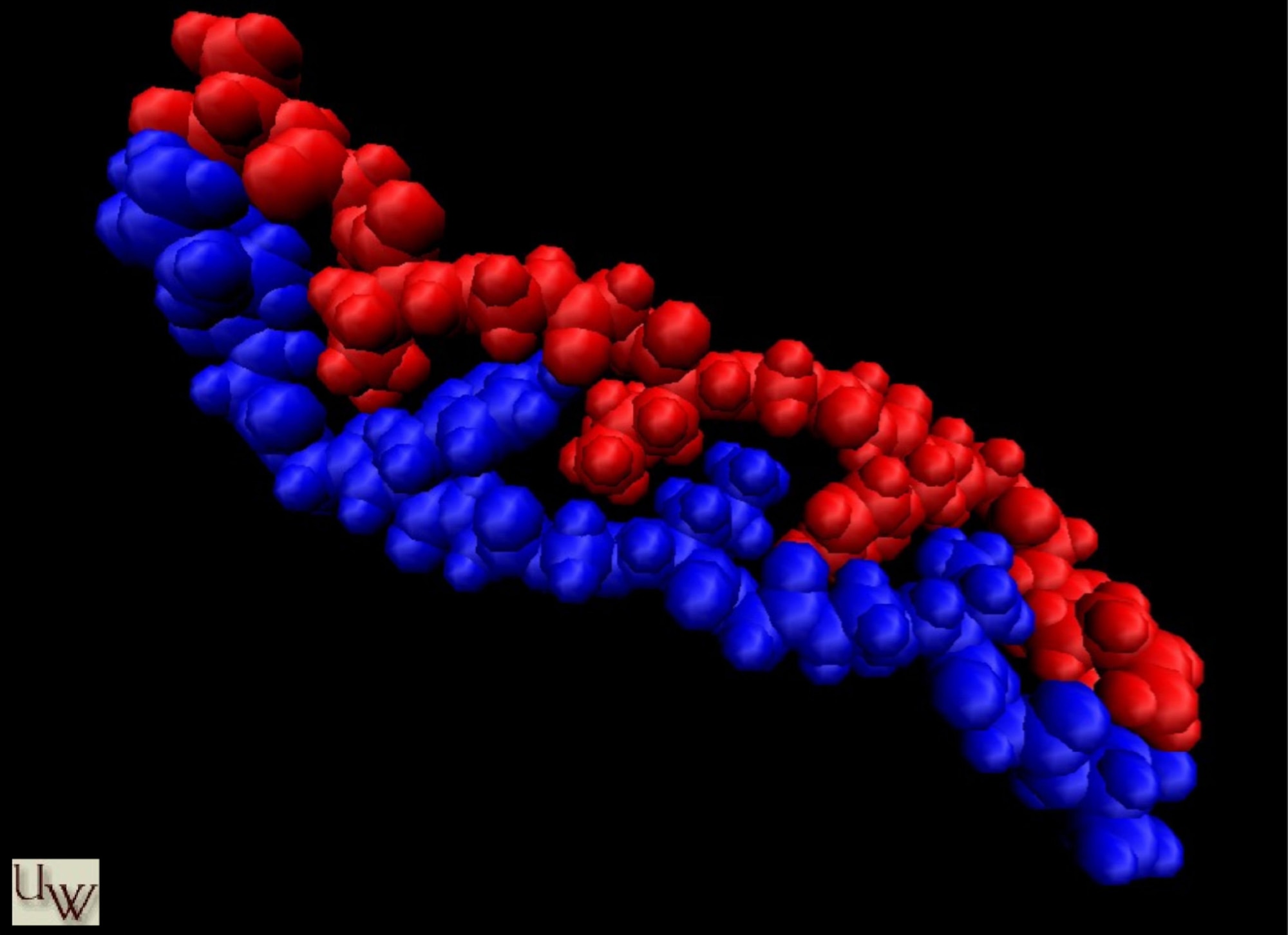 The interaction of two spider silk protein molecules resembles a zipper's workings, with the zipper's teeth visible in one molecule's slots.  Occurring on hundreds of thousands of proteins, such interactions help form the spider silk fiber and contribute to its extraordinary strength (image courtesy of Dr. Randy Lewis).