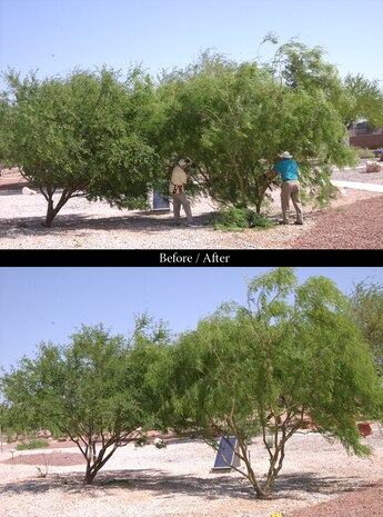 NELLIS AIR FORCE BASE, Nev. -- Master Gardener volunteers prune a couple of mesquites at the Major General Billy McCoy Environmental Grove here April 30. Master Gardeners, a non-profit organization dedicated to spreading gardening knowledge in local communities through trained volunteers, joined 99th Civil Engineering Squadron in an ongoing effort to make Nellis a better place. (Air Force photo by Senior Airman Oleksandra G. Manko)