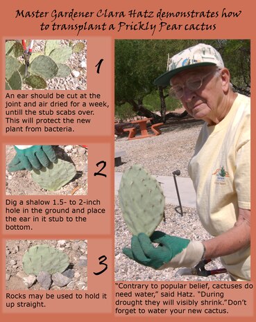 NELLIS AIR FORCE BASE, Nev. -- Clara Hatz, a Master Gardener volunteer, demonstrates how to transplant a cactus at the Major General Billy McCoy Environmental Grove here April 30. For more free gardening information call Master Gardeners hotline 257-5555. (Air Force photo by Senior Airman Oleksandra G. Manko)