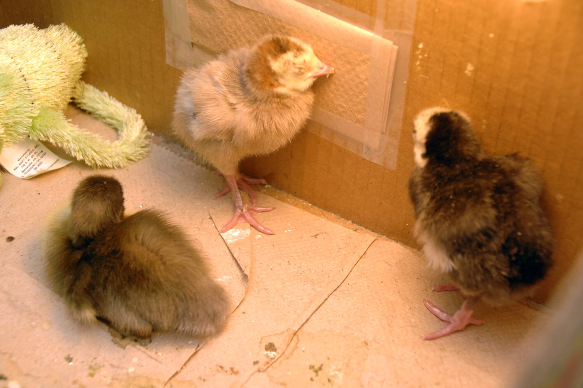 HOLLOMAN AIR FORCE BASE, N.M.--The Holloman Young Age Program recieved 35 eggs from the Head, Heart, Hands and Health (4-H) program in Alamogordo, N.M. The recenlty hatched baby turkeys and a baby duck were a surprise because the program ususally recieves chicken eggs. (U.S. Air Force photo/Airman 1st Class Jamal D. Sutter)