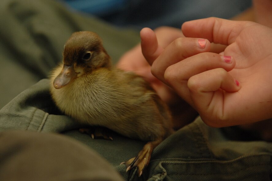 HOLLOMAN AIR FORCE BASE, N.M.--A recently hatched baby duck entertains children at the Holloman Youth Age Program center here. This is the first duck the program has succesfully hatched. (U.S. Air Force photo/Airman 1st Class Jamal D. Sutter)