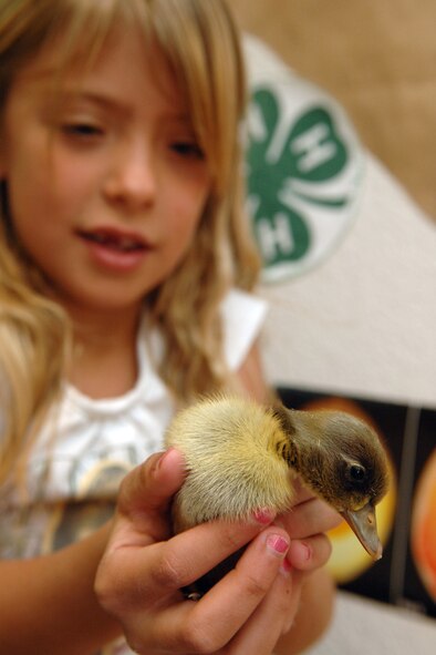 HOLLOMAN AIR FORCE BASE, N.M.--A girl in the Holloman School Age Program here handles a recently hatched baby duck. The duck was a surprise to the children because the program is usually given chicken eggs. (U.S. Air Force photo/Airman 1st Class Jamal D. Sutter)
