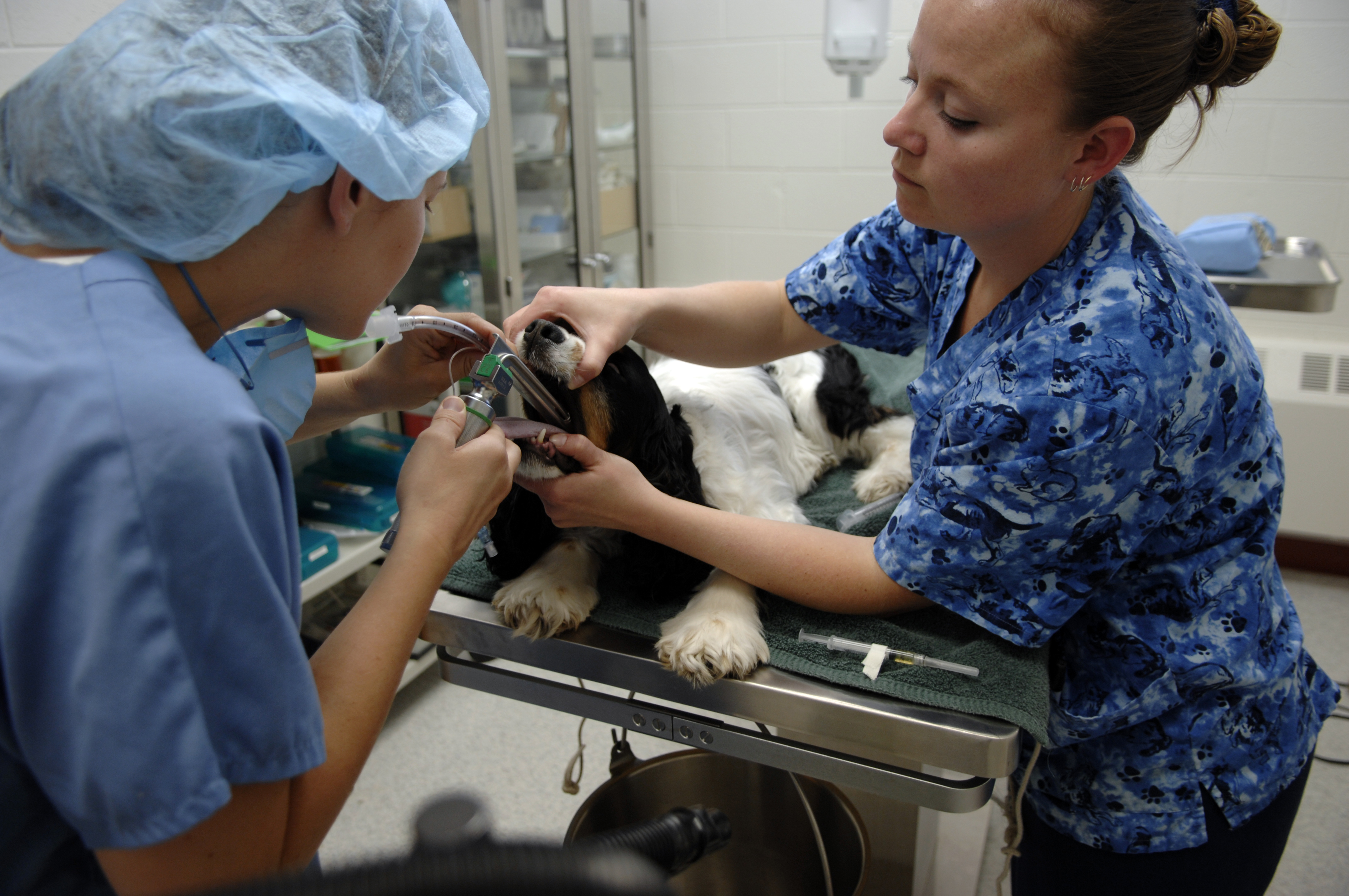 Ellsworth veterinarian maintains pet population > Ellsworth Air Force