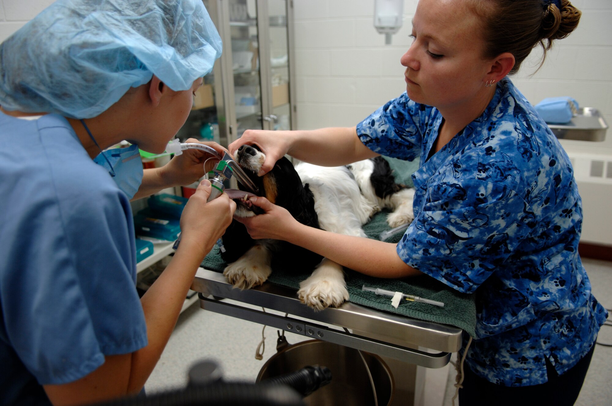 Kerry Gines, Ellsworth Veterinary Clinic veterinarian technician assistant, holds "Cooper's" mouth open as Army Capt. Erin Brown, Ellsworth Veterinary Clinic veterinarian, uses a larungoscope to insert a tracheal tube here, May 8. The process helps the dog breathe while he is anesthetized.  (U.S. Air Force photo/Airman Matthew Flynn)