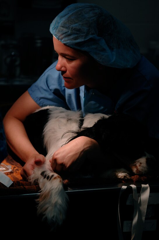 Army Capt. Erin Brown, Ellsworth Veterinary Clinic veterinarian, restrains "Cooper"  while he receives pre-anesthetic shots for surgery here, May 8.  Captain Brown prepares to neuter "Cooper" in order to maintain population control and prevent future animal health concerns; it is mandatory for all pet owners on base to to register their pets said Captain Brown. (U.S. Air Force photo/Airman Matthew Flynn)