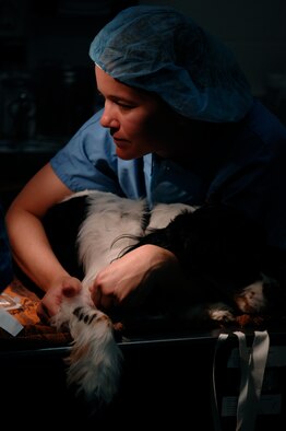 Army Capt. Erin Brown, Ellsworth Veterinary Clinic veterinarian, restrains "Cooper" while he receives pre-anesthetic shots for surgery here, May 8. Captain Brown prepares to neuter "Cooper" in order to maintain population control and prevent future animal health concerns; it is mandatory for all pet owners on base to to register their pets, said Captain Brown. (U.S. Air Force photo/Airman Matthew Flynn) 
