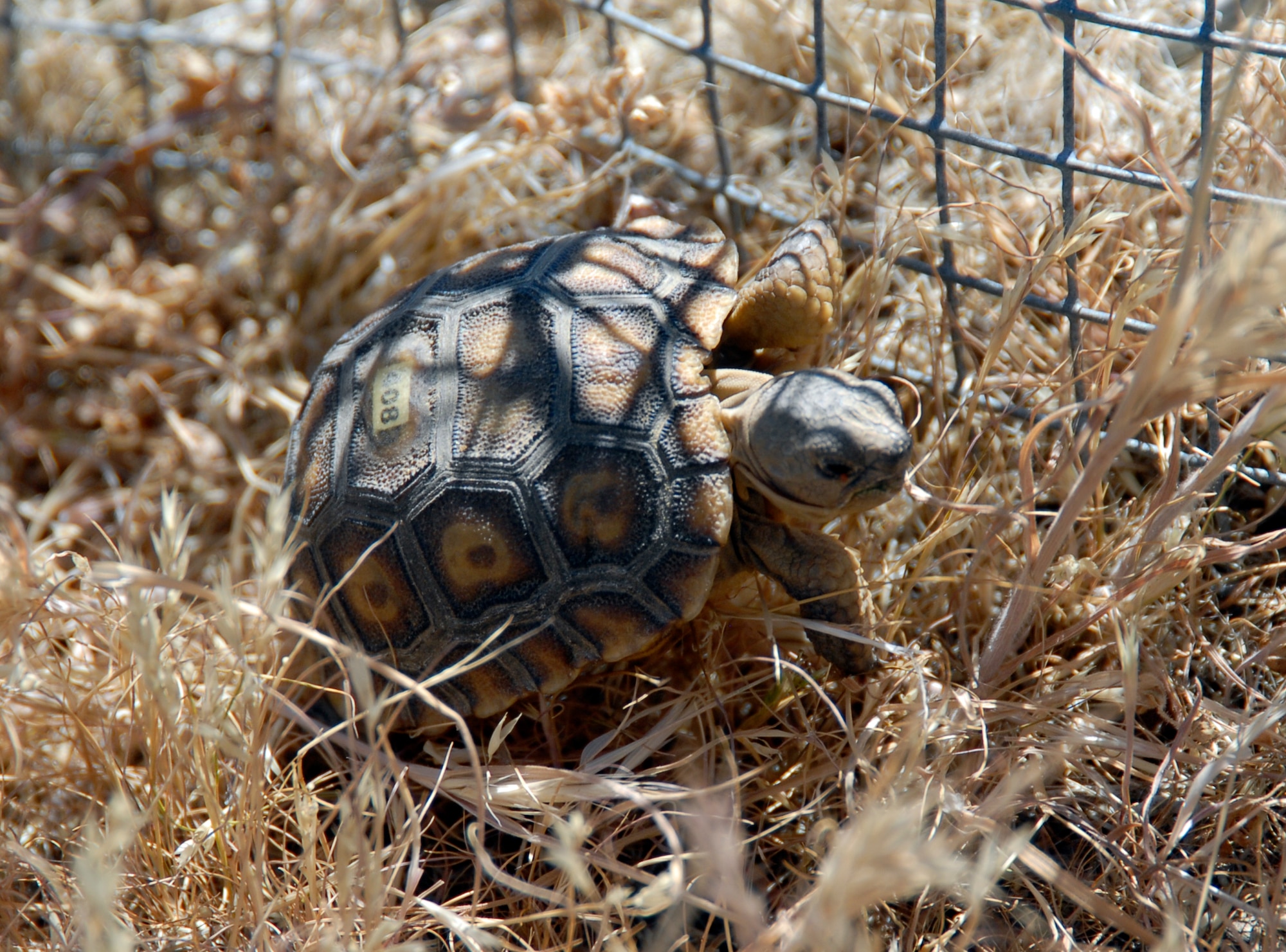 Edwards established the Head Start Program to give desert tortoises a better chance of survival at a young age, The Head Start Program was created four years ago. (Air Force photo by Senior Airman Stacy Sanchez)