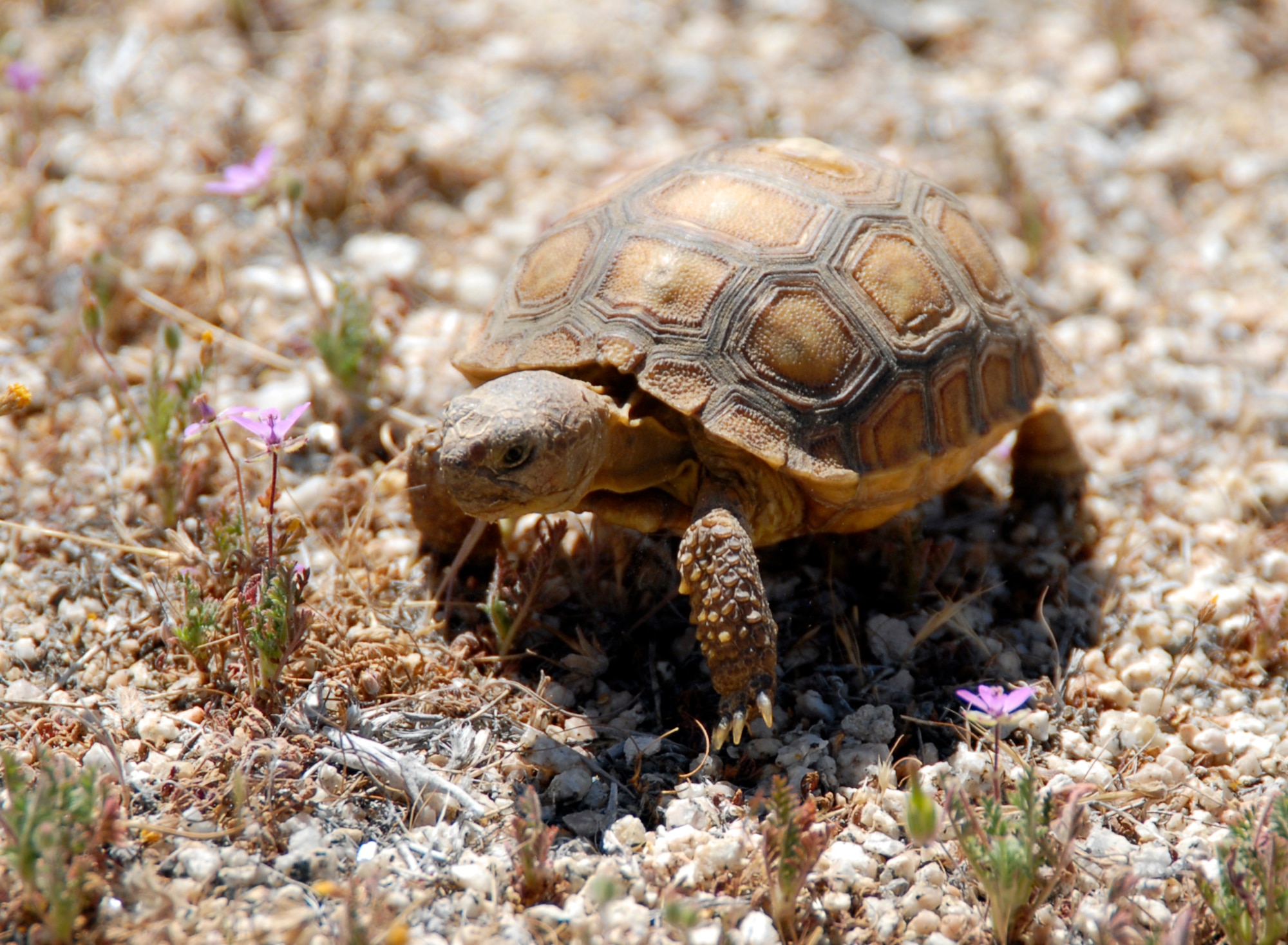 The desert tortoise is officially listed as "threatened" under the federal endangered species act. Environmental Management workers adopted the Head Start Program here to help bolster the population of younger age class tortoises to adult ages. (Air Force photo by Senior Airman Stacy Sanchez)