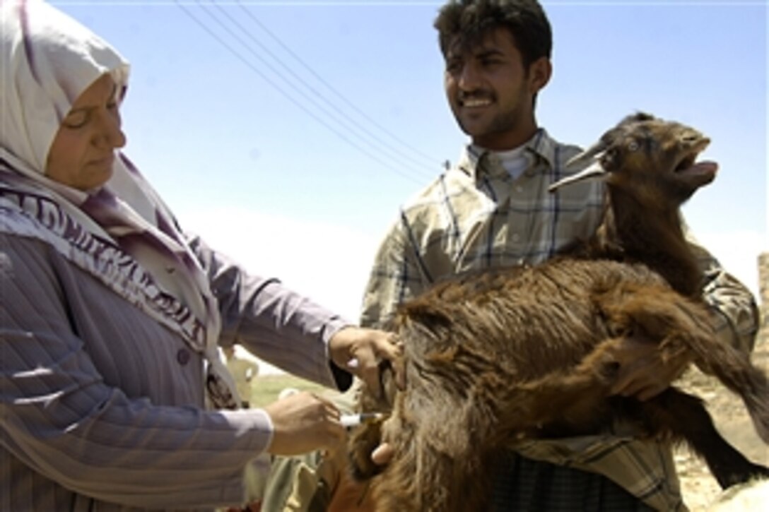 A local veterinarian prepares to administer a shot to a goat during a veterinary operation in Fursan, Iraq, May 11, 2008. The operation is a collaboration between local civic leaders and coalition forces in an effort to ensure success of livestock farming in the area. 
